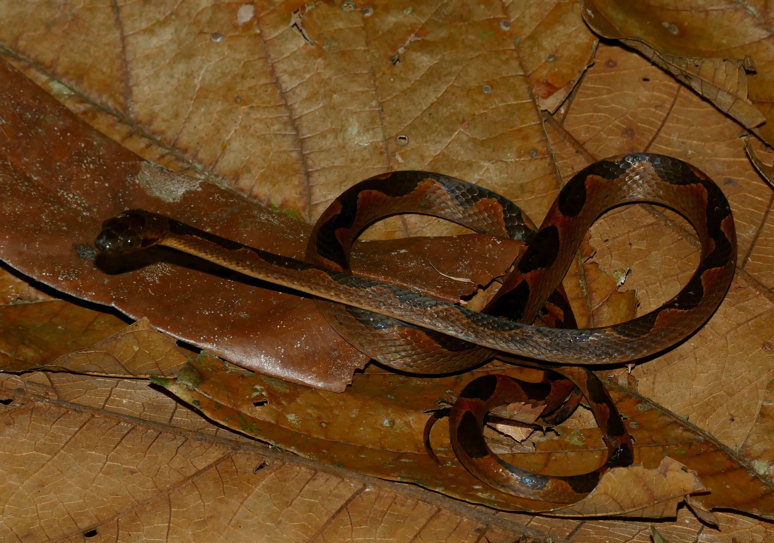 file:banded cat eyed snake (leptodeira annulata) (26785562779).jpg file:banded cat eyed snake (leptodeira annulata) (26785562779).jpg