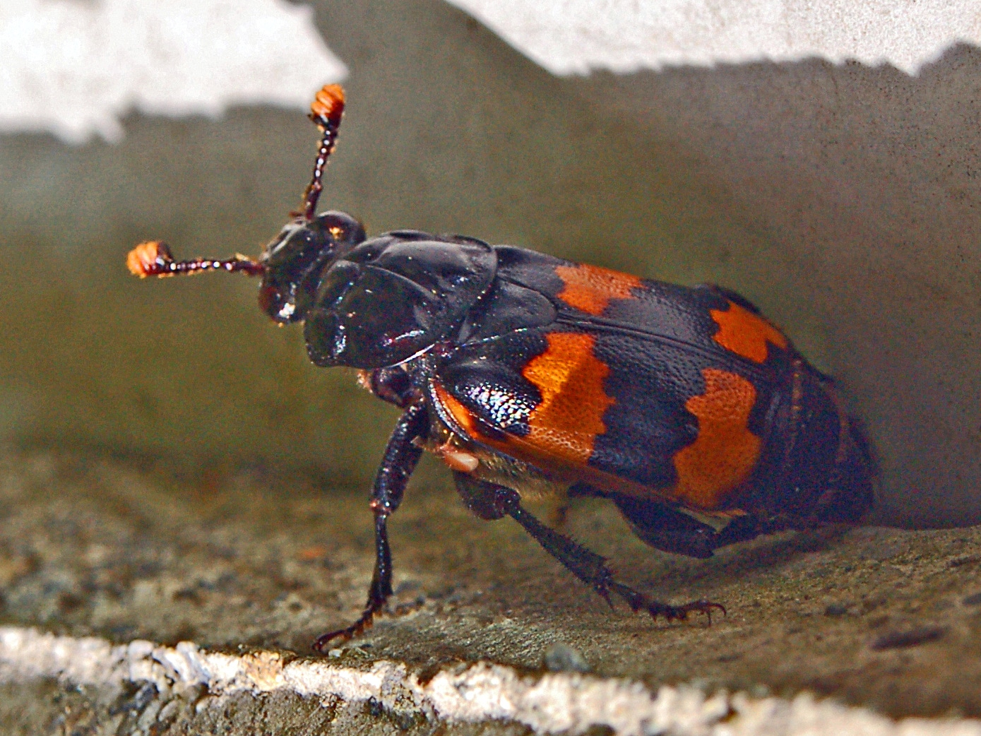 silphidae nicrophorus interruptus