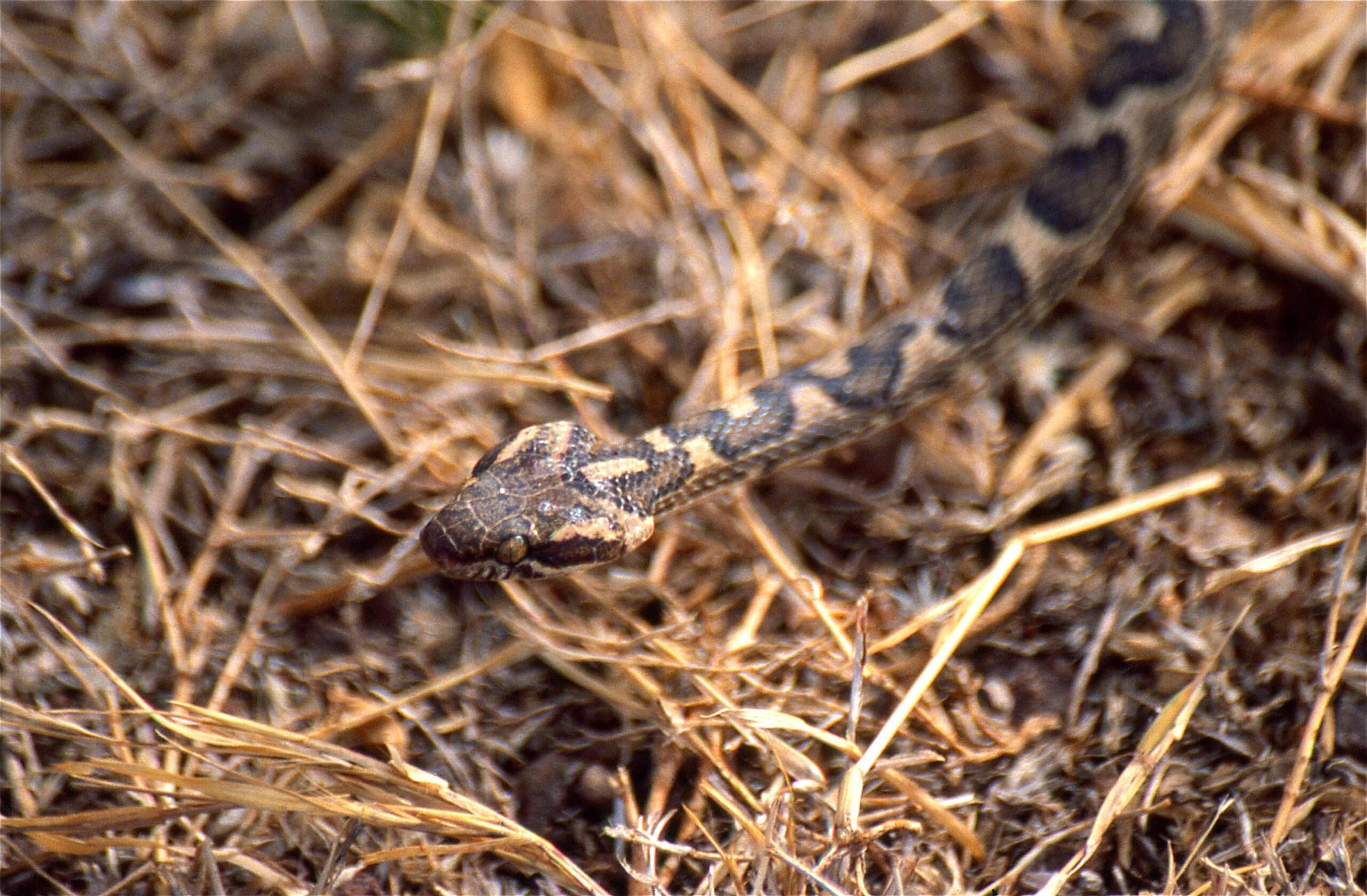 banded cat eyed snake (leptodeira annulata) (35383198096) banded cat eyed snake (leptodeira annulata) (35383198096)