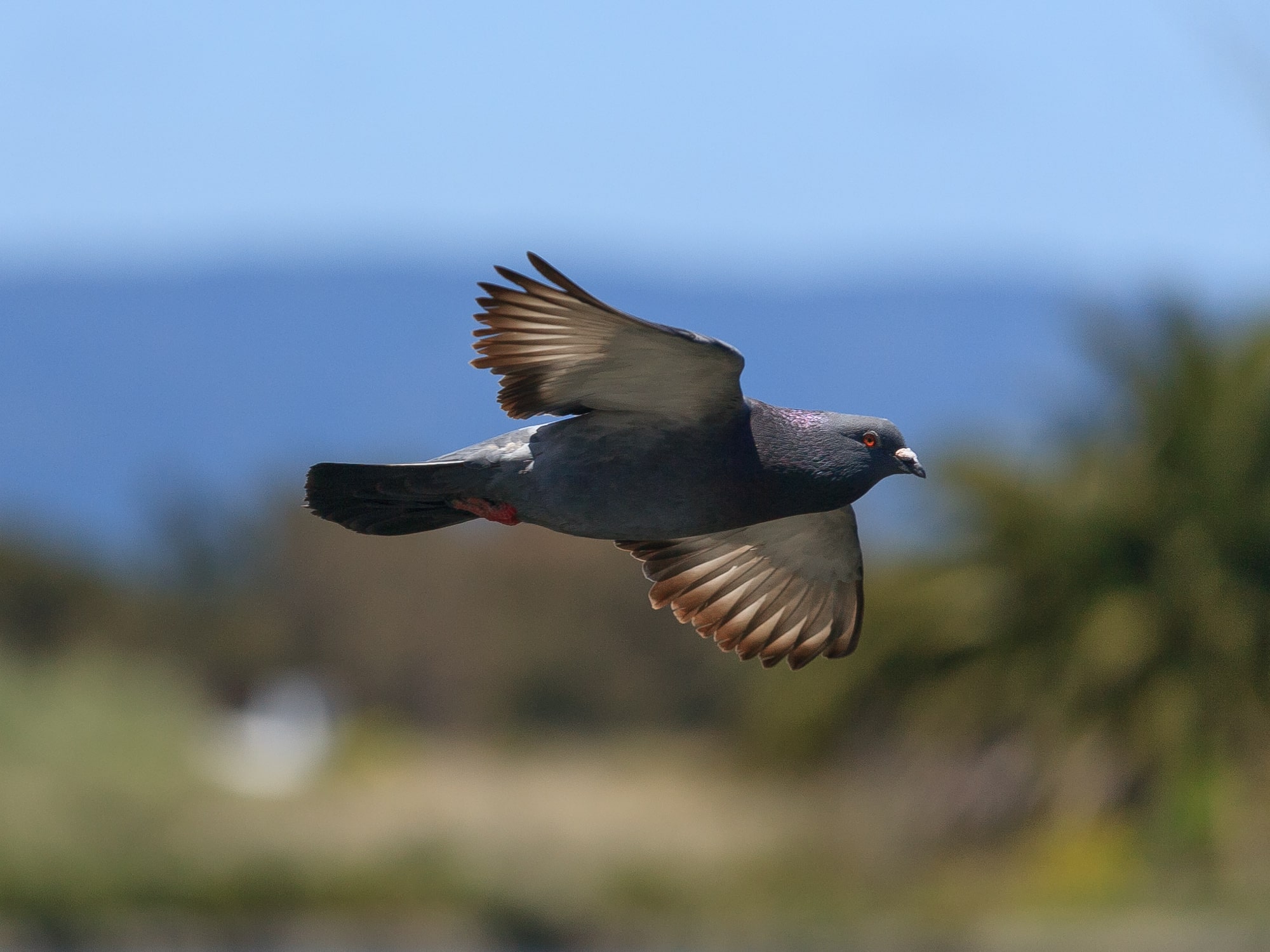 columba livia palo alto may 2011 002 columba livia palo alto may 2011 002