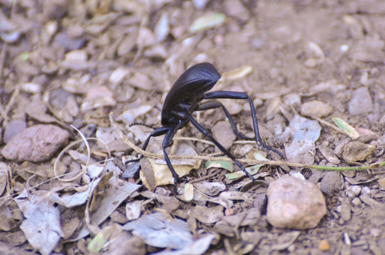 pinacate beetle