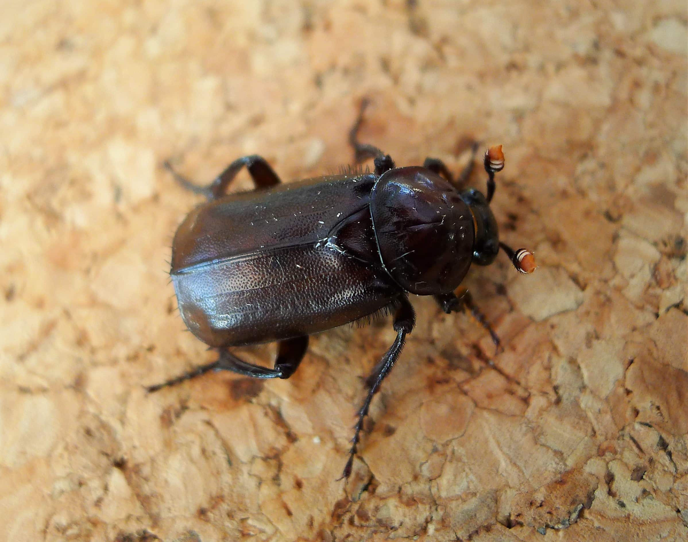 burying beetle, (nicrophorus humator, sexton beetle). silphidae (41864139880)