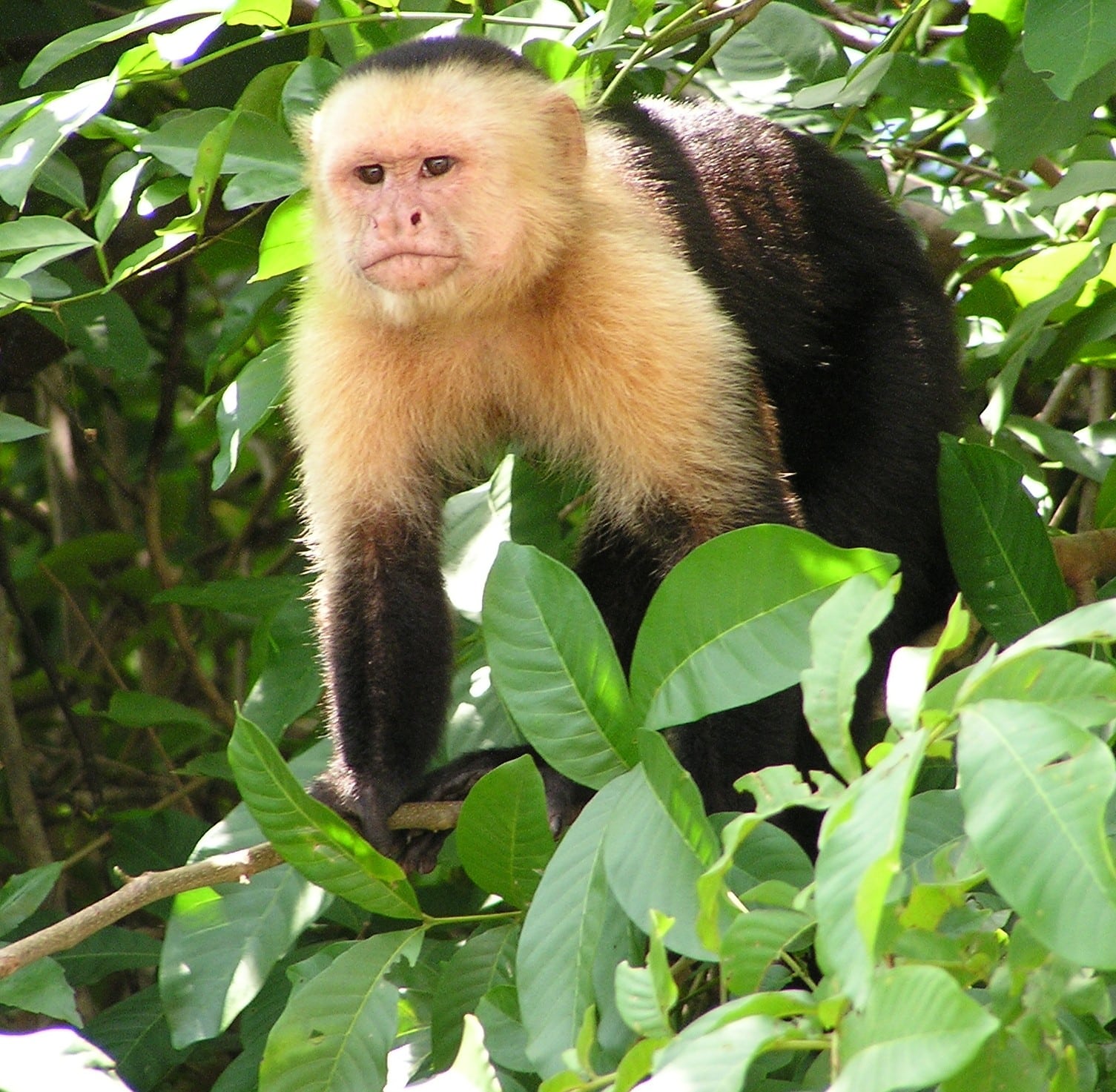capuchin costa rica