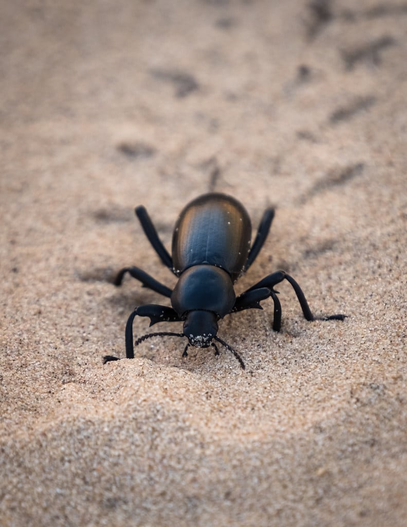 pinacate beetle
