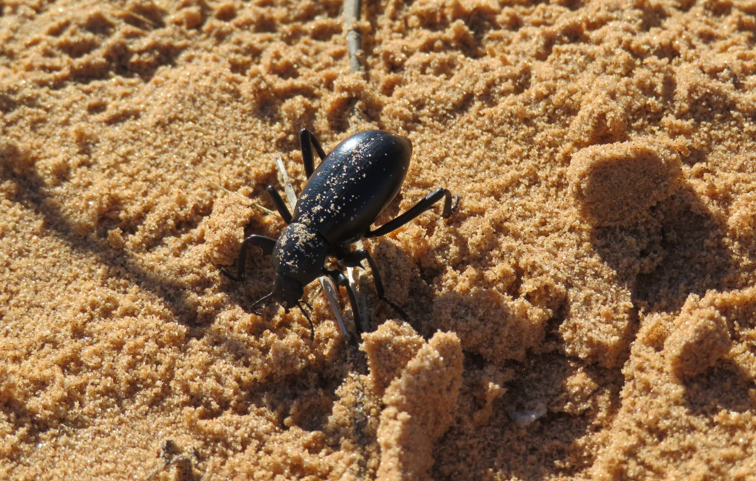 beetle (31240108614)  Pinacate Beetle
