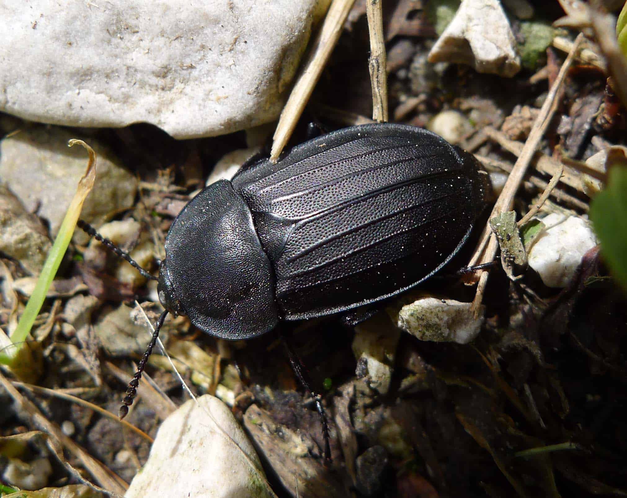 file:carrion beetle . silphidae (15660406223).jpg