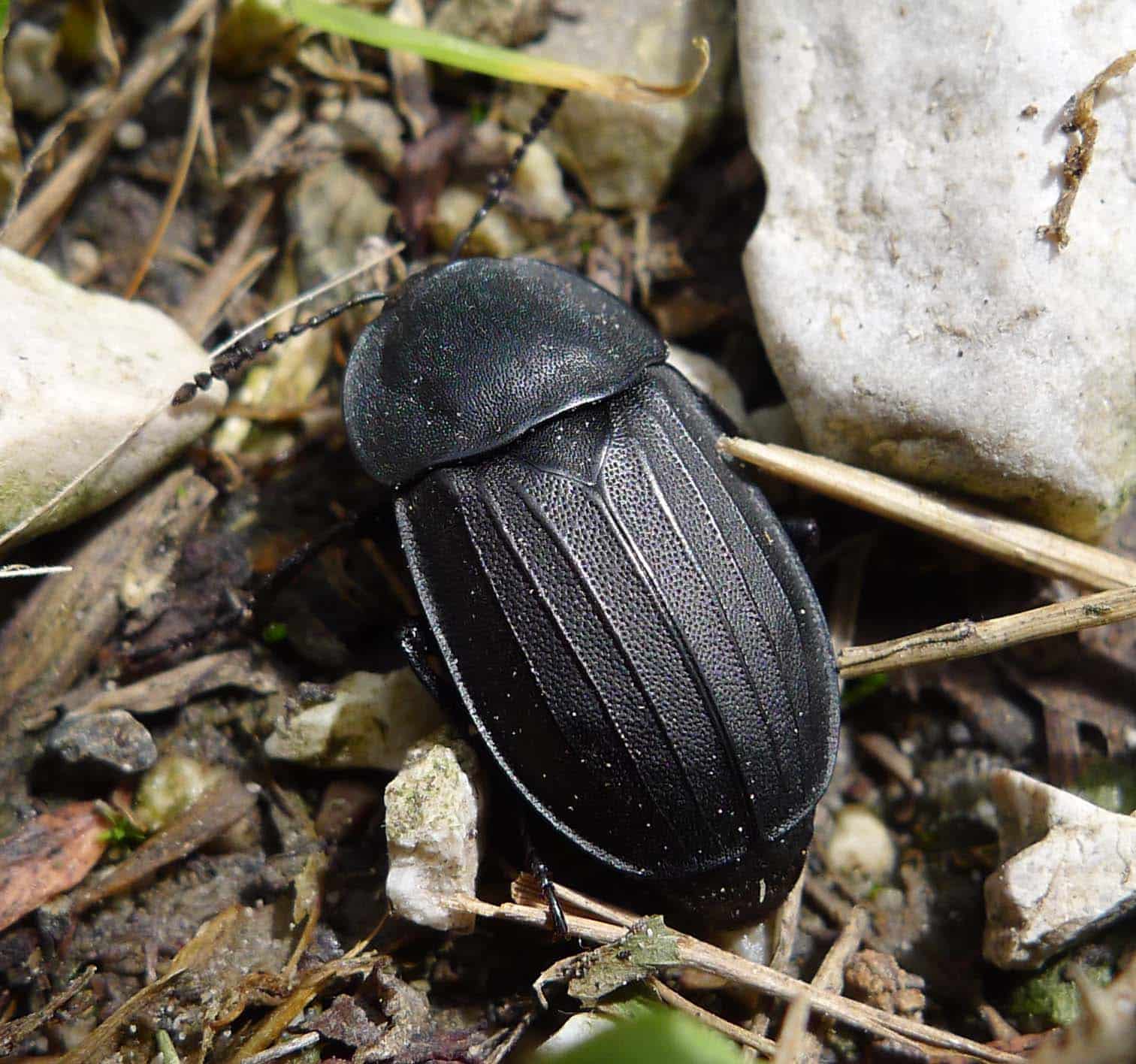file:carrion beetle . silphidae (15657840124).jpg