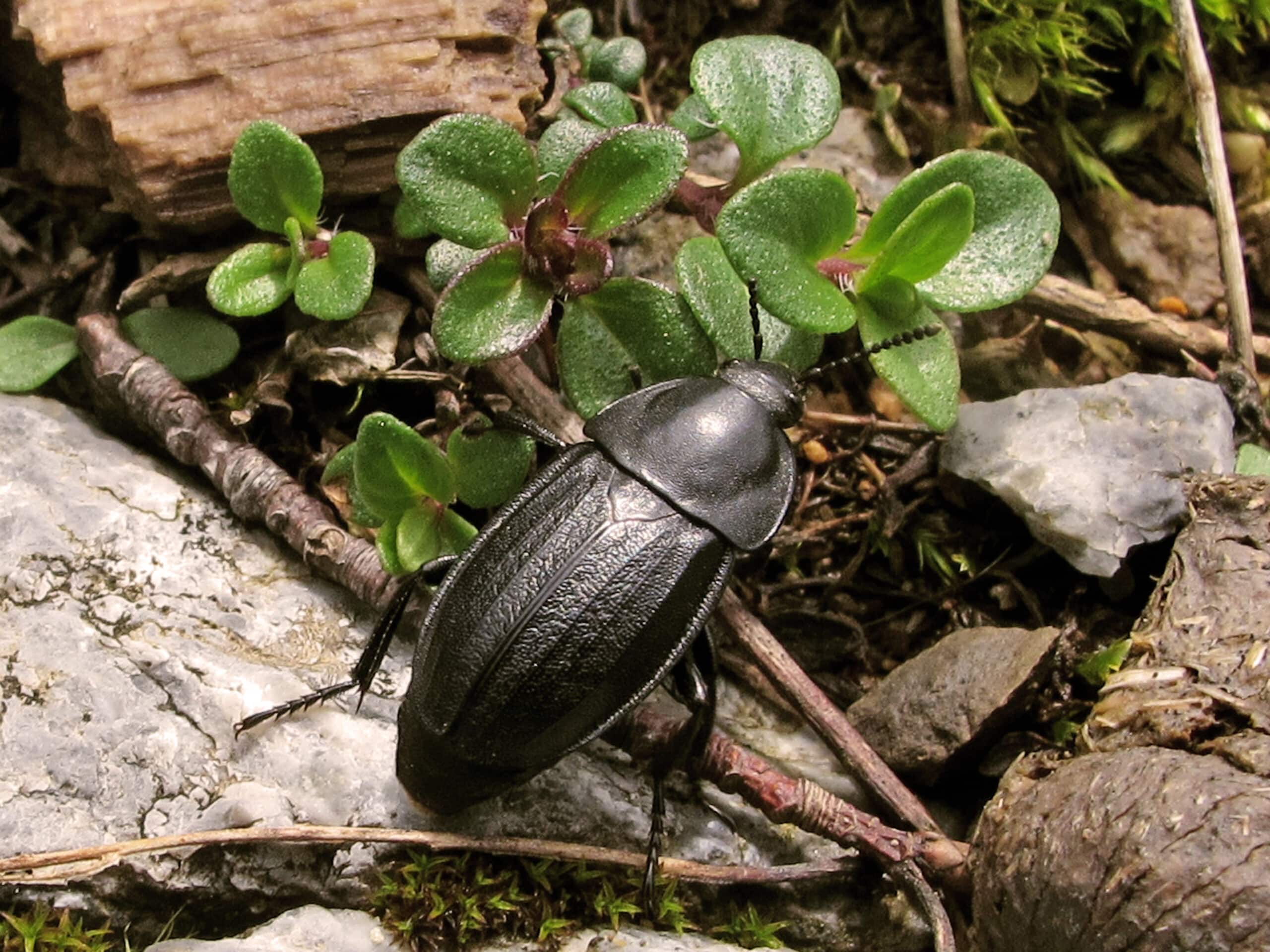 silphidae sílfido (9174186214)