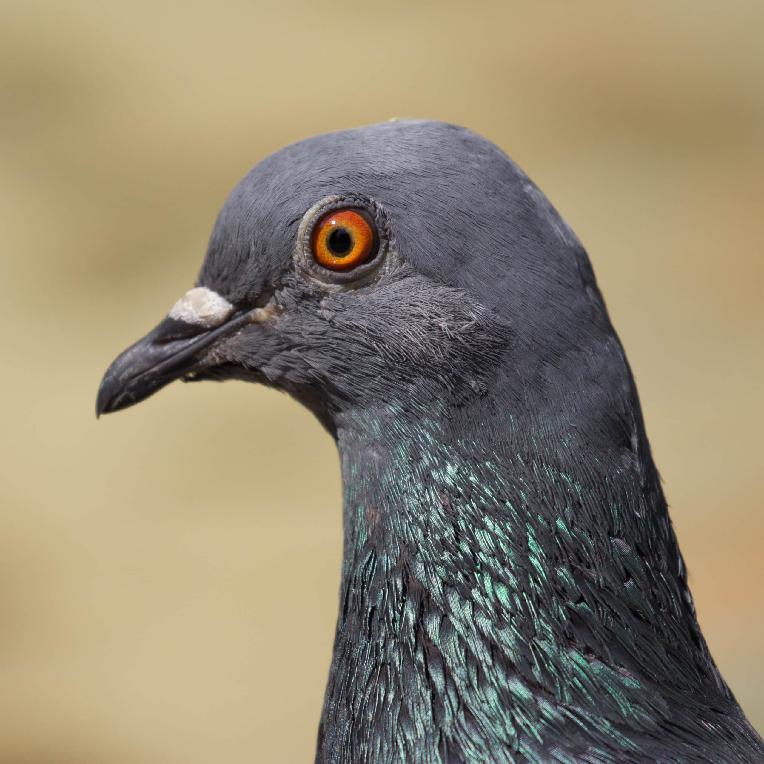 columba livia 01 columba livia 01