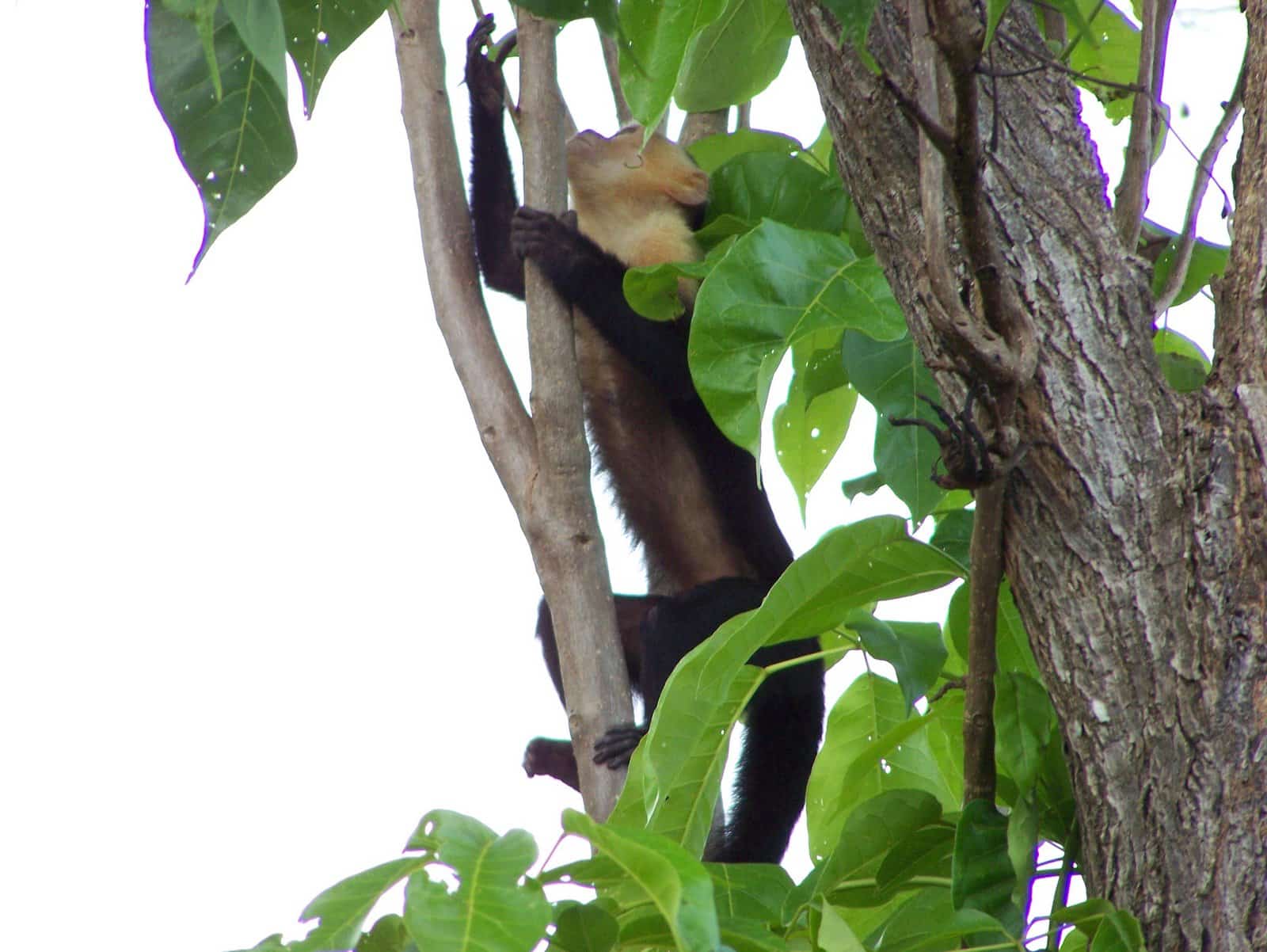 white faced capuchin monkey 2