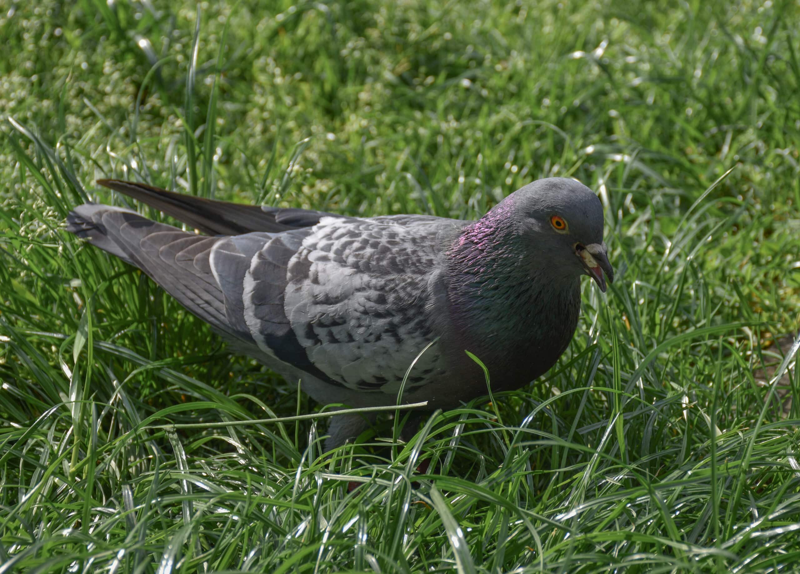 columba livia forma domestica columba livia forma domestica