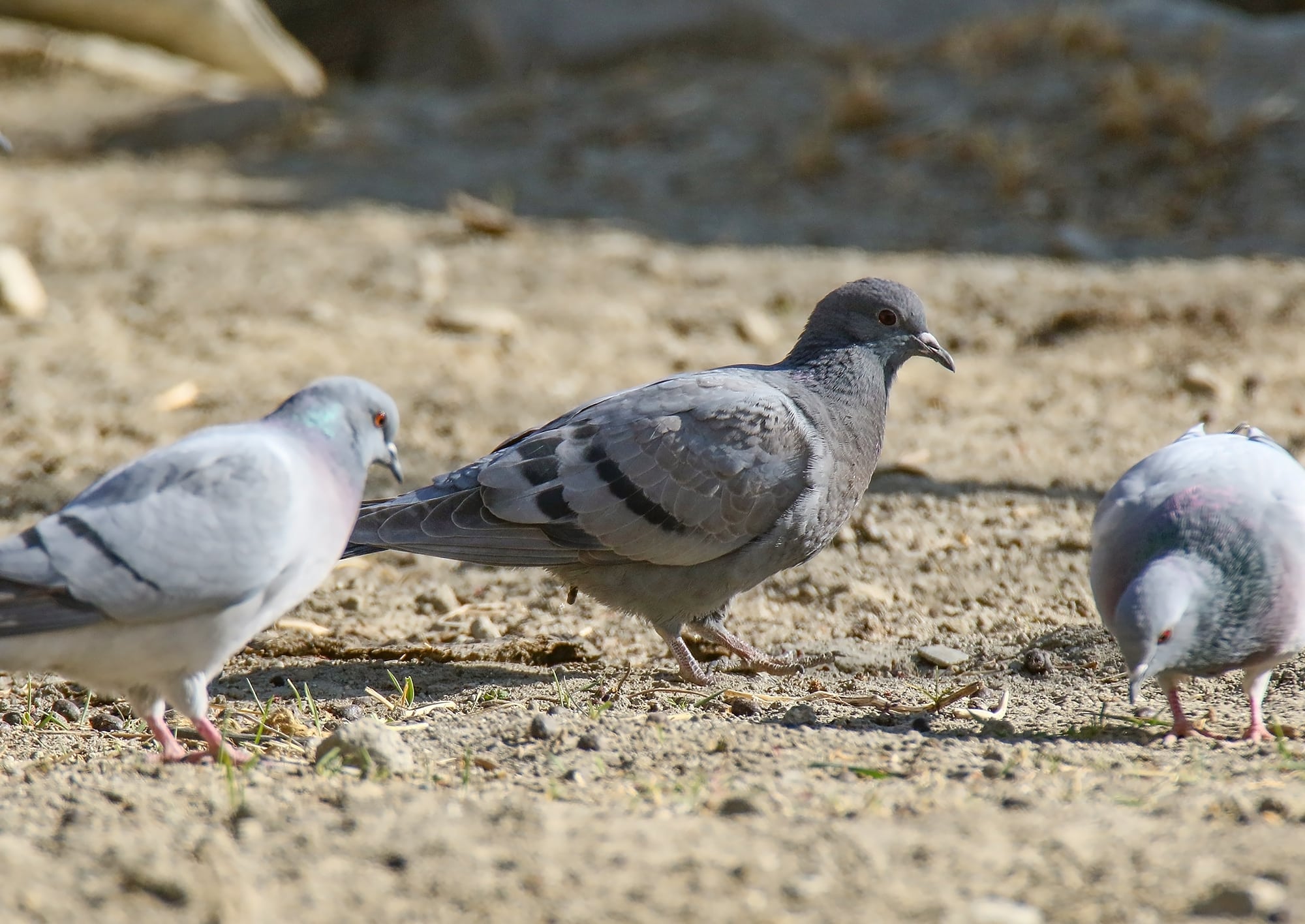 hill pigeons (columba rupestris) & a rock dove (columba livia), gojal, gilgit baltistan, pakistan (46557702732) hill pigeons (columba rupestris) & a rock dove (columba livia), gojal, gilgit baltistan, pakistan (46557702732)