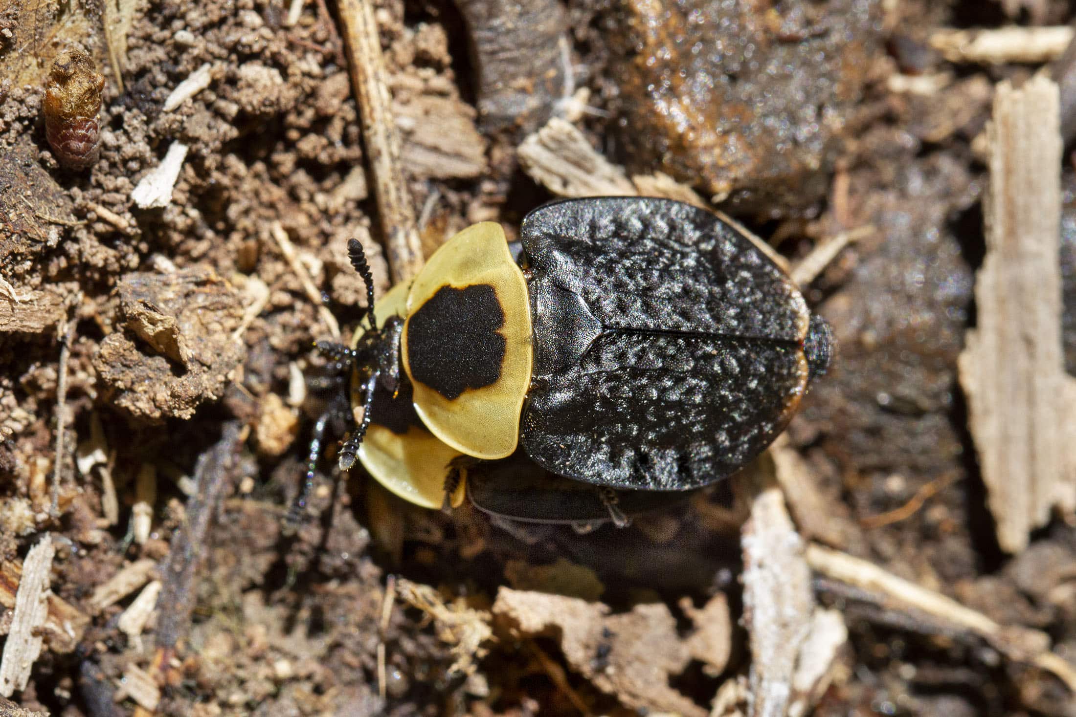 silphidae necrophila americana (american carrion beetle) 50023817303