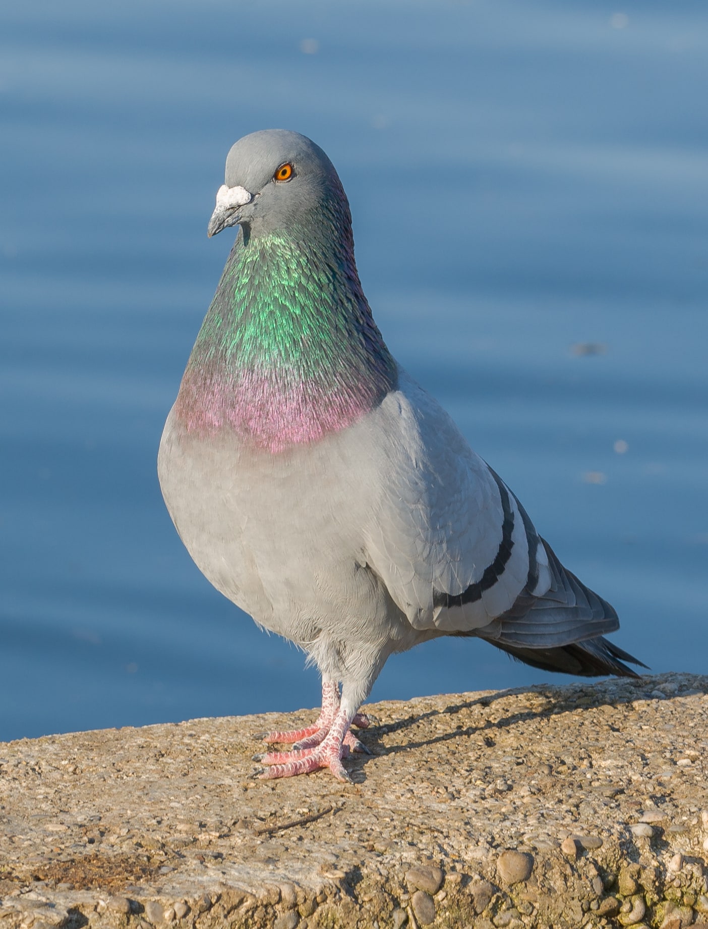 file:paloma bravía (columba livia), palacio de nymphenburg, múnich, alemania01.jpg file:paloma bravía (columba livia), palacio de nymphenburg, múnich, alemania01.jpg