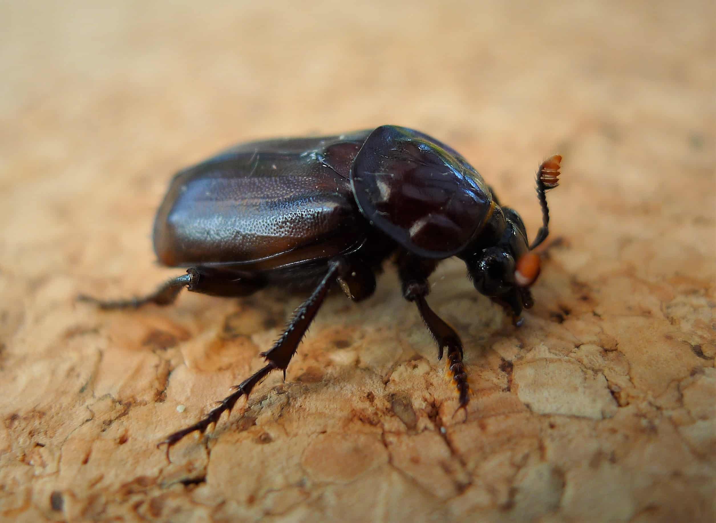 burying beetle, (nicrophorus humator, sexton beetle). silphidae (29802188548)