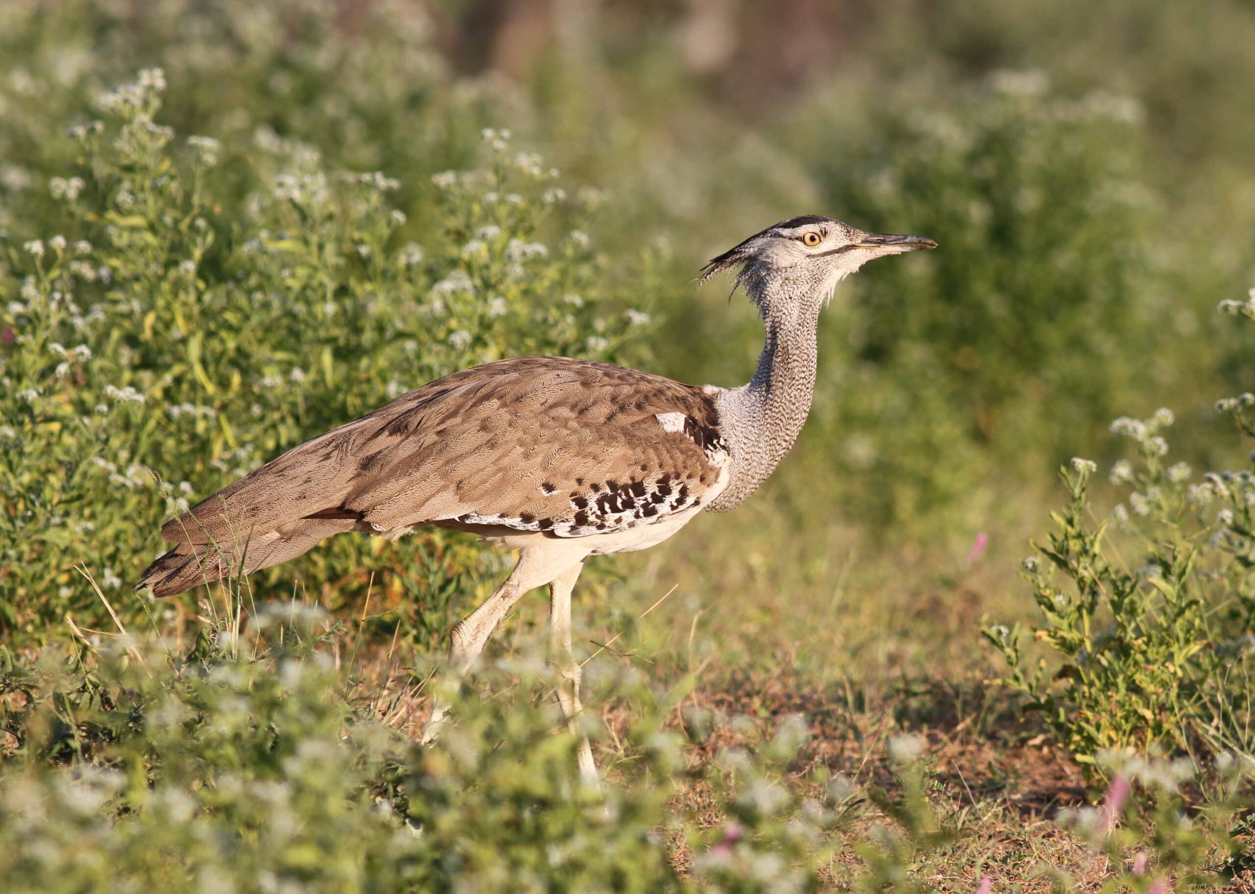 Kori Bustard