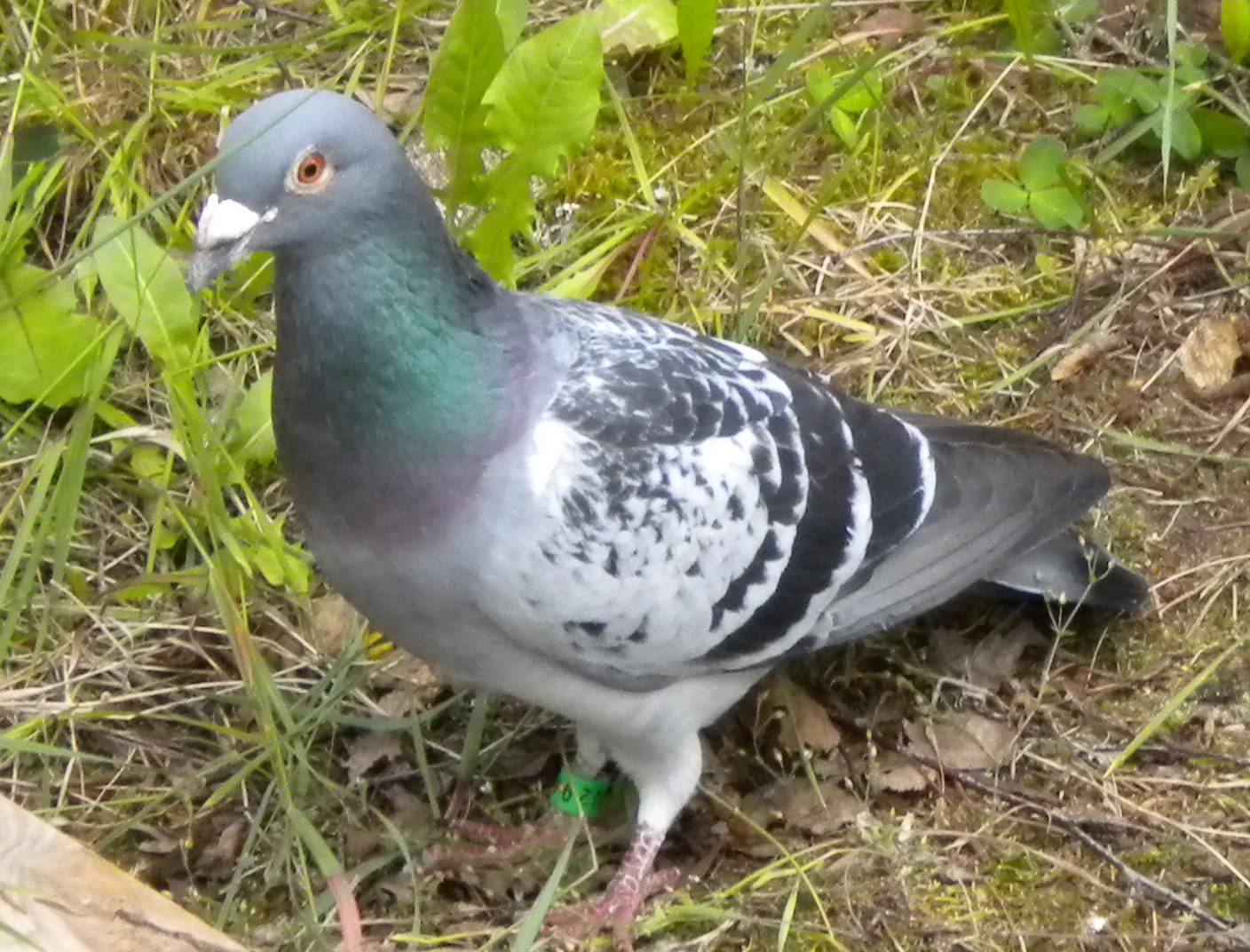 bird ringing columba livia bird ringing columba livia