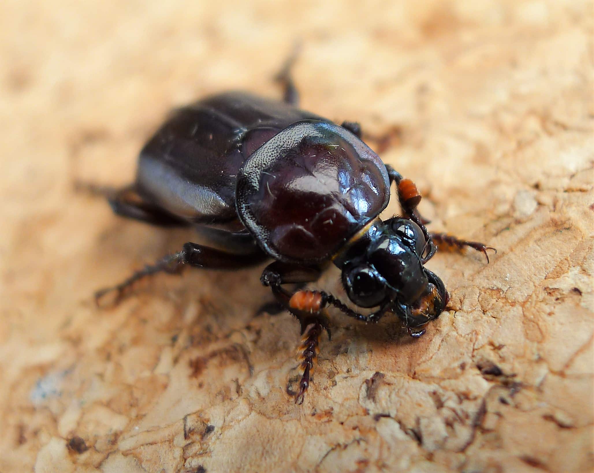 burying beetle, (nicrophorus humator, sexton beetle). silphidae (29802185348)