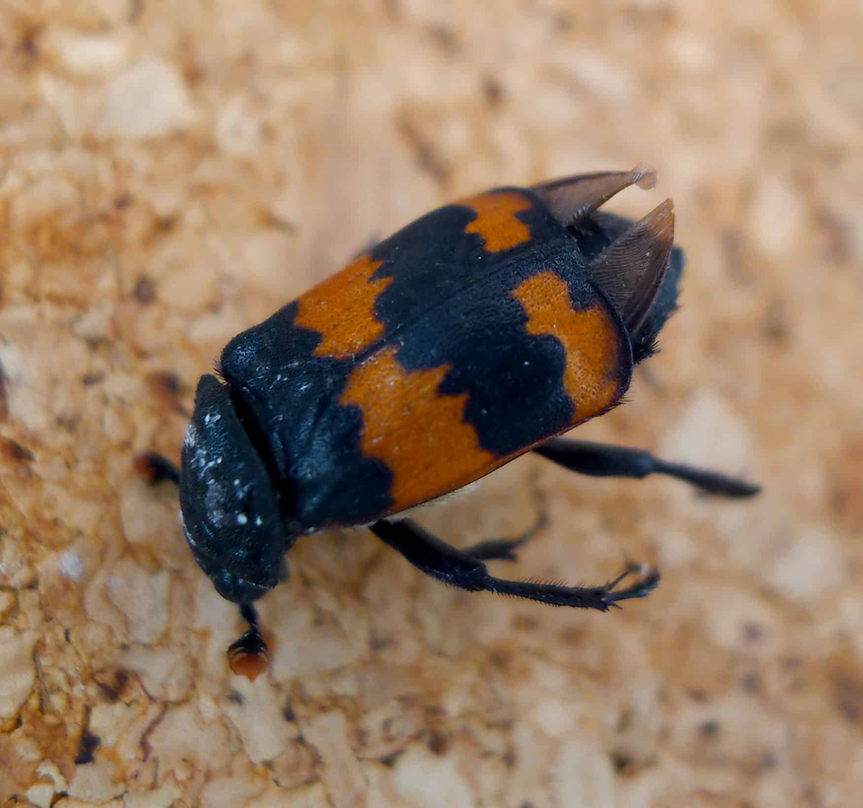 nicrophorus sp. (n. vestigator?) silphidae flickr gailhampshire