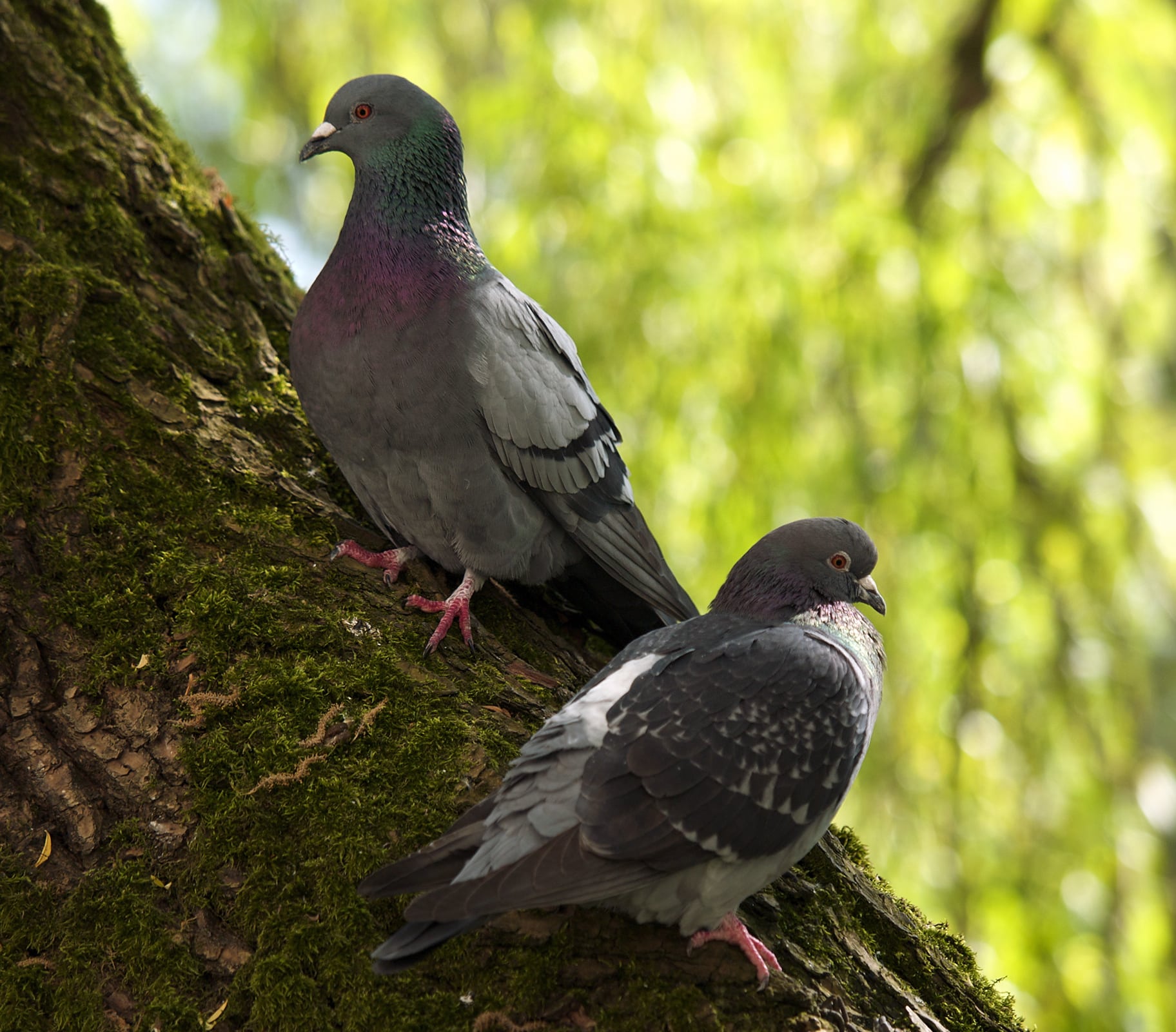 columba livia lc0199 columba livia lc0199