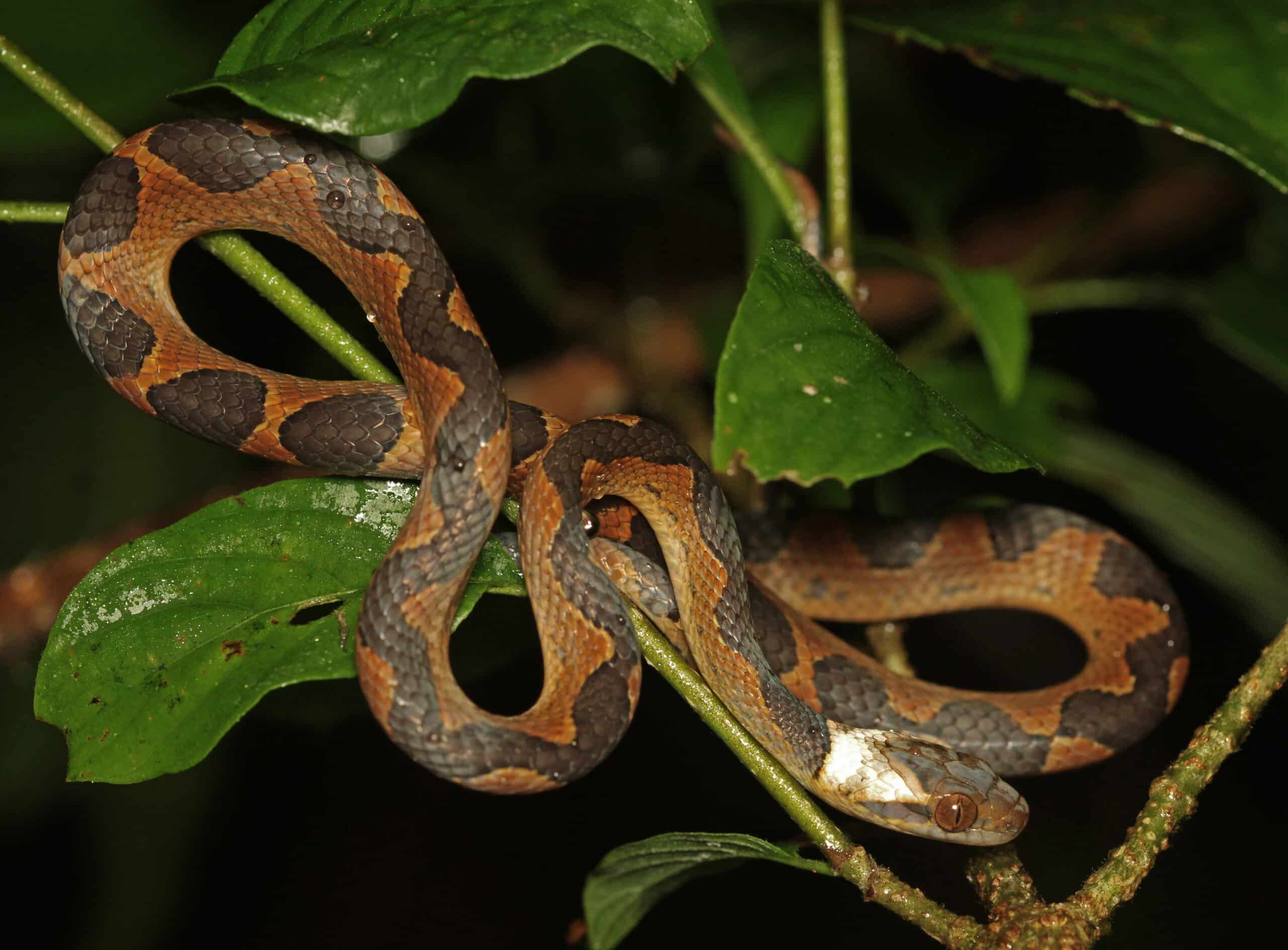 leptodeira annulata saul leptodeira annulata saul