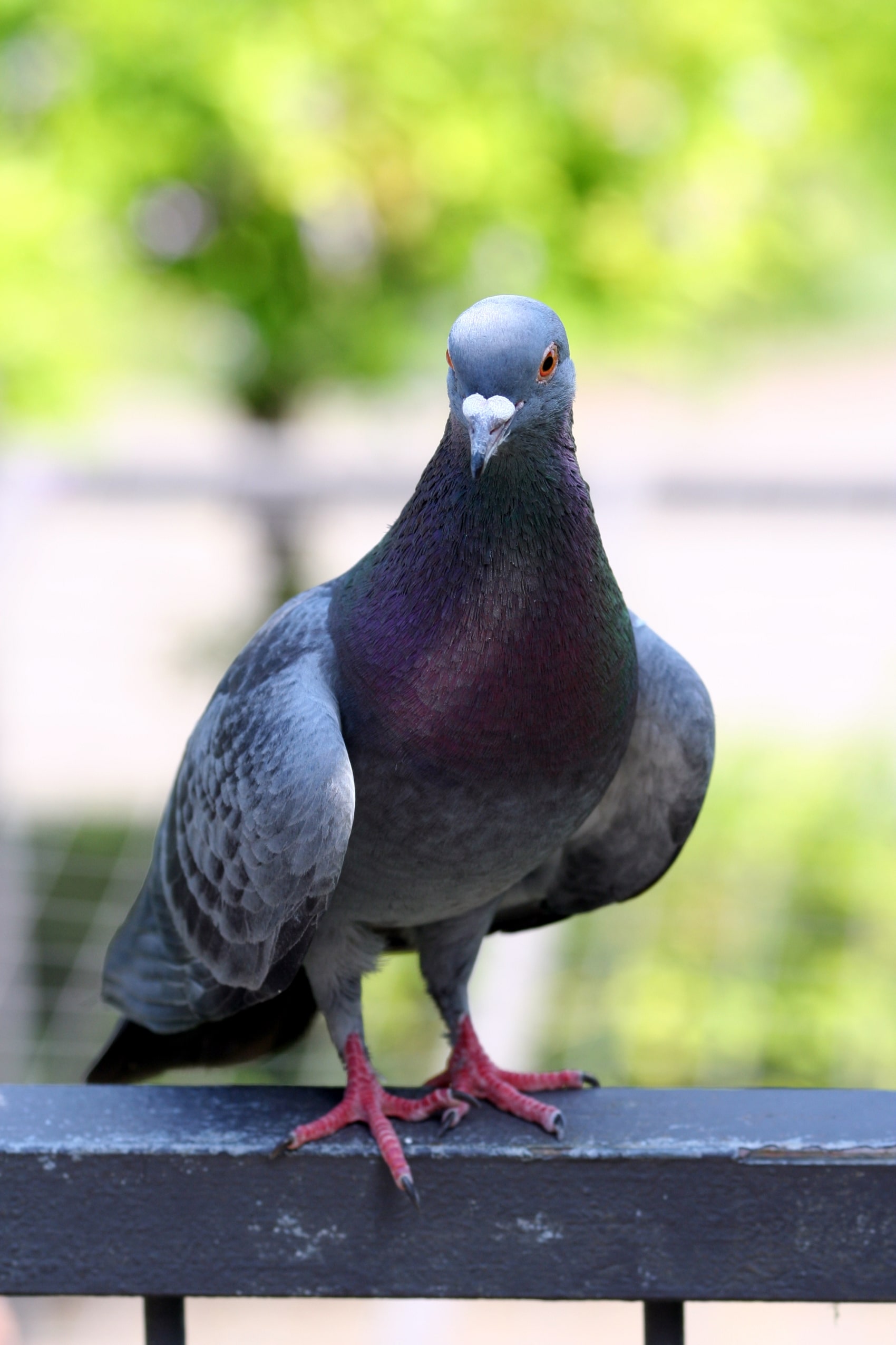 pigeon columba livia amk pigeon columba livia amk
