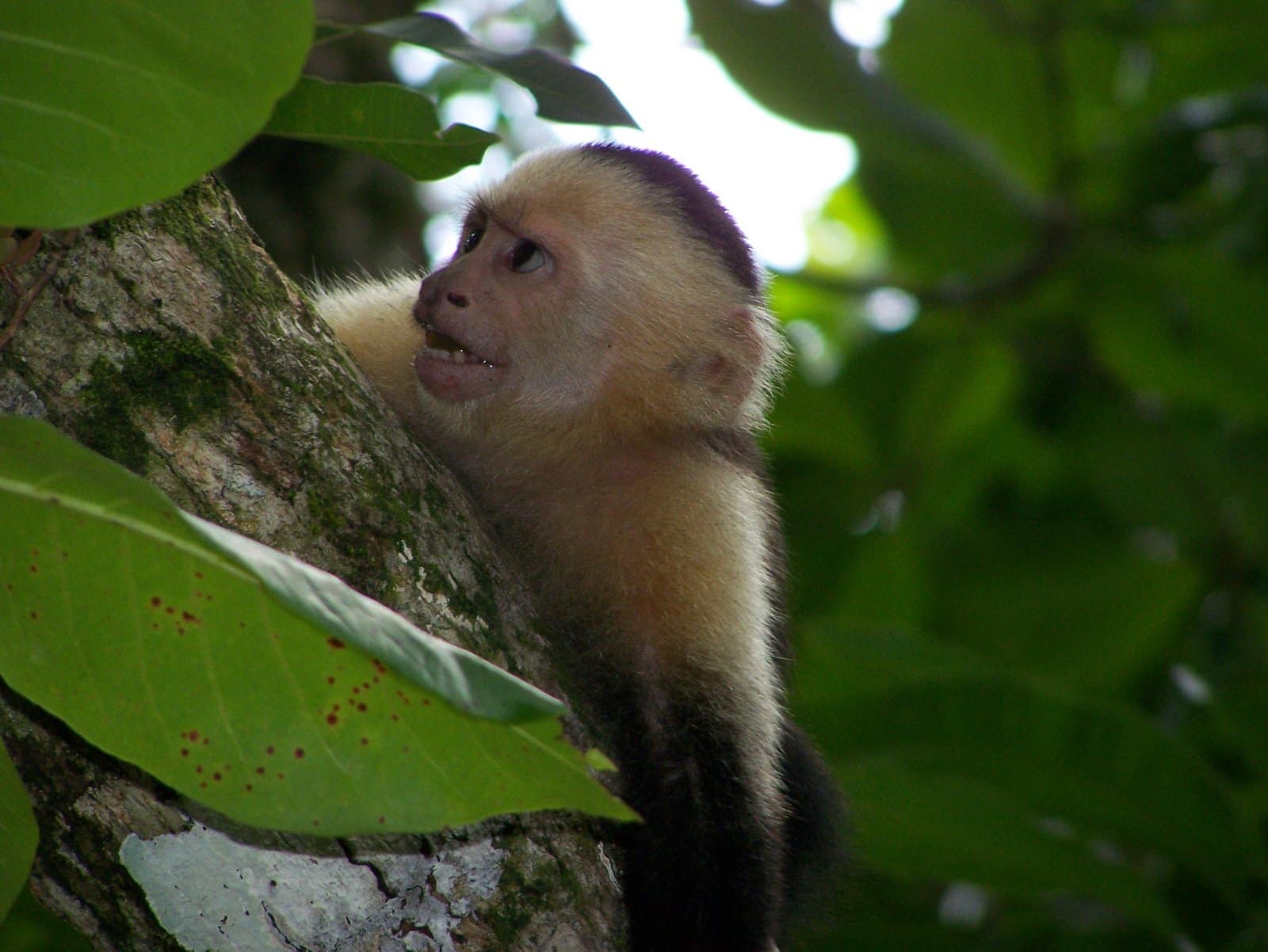 white faced capuchin monkey 6