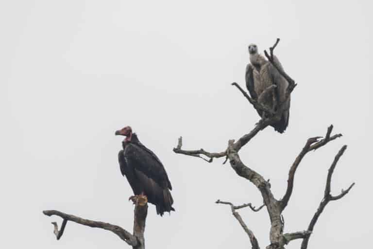red headed vulture (sarcogyps calvus) 01