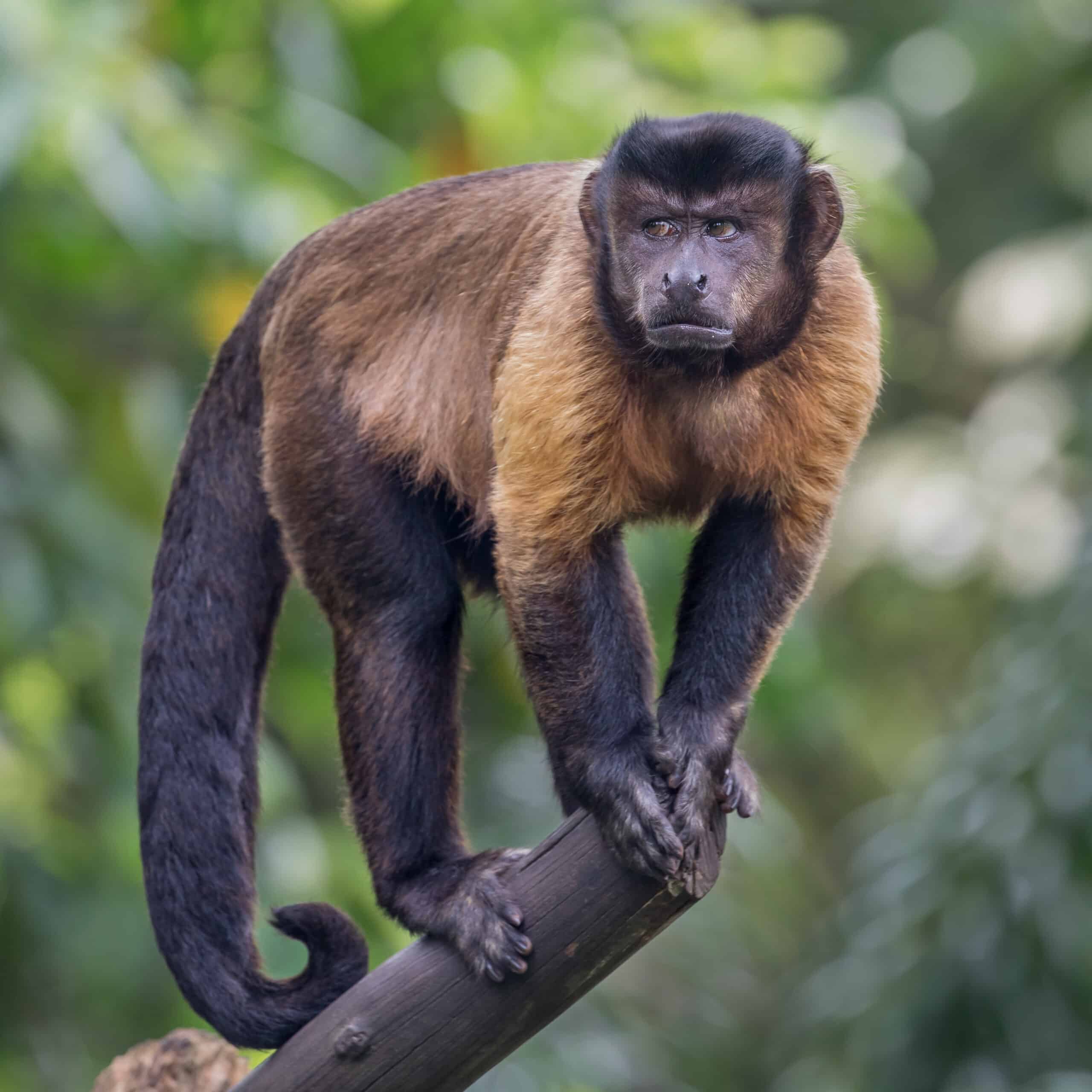 tufted capuchin on a branch in singapore