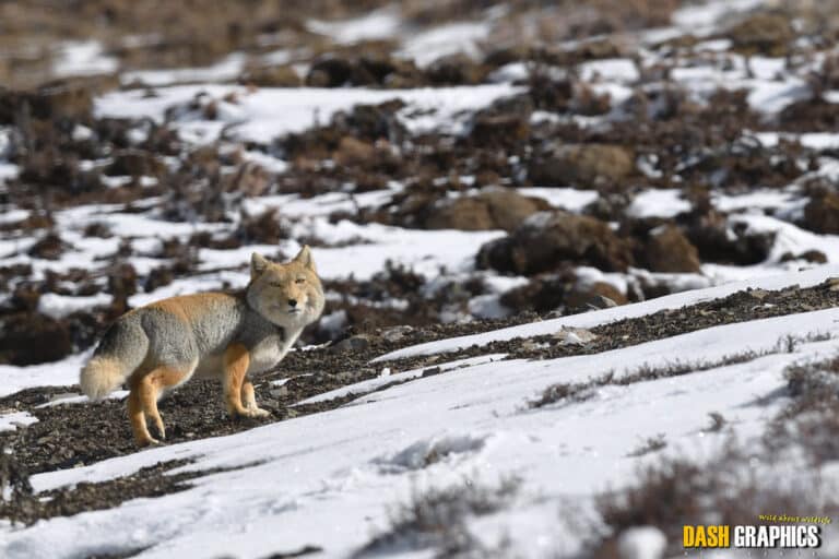 藏狐(vulpes ferrilata) 藏狐(vulpes ferrilata)
