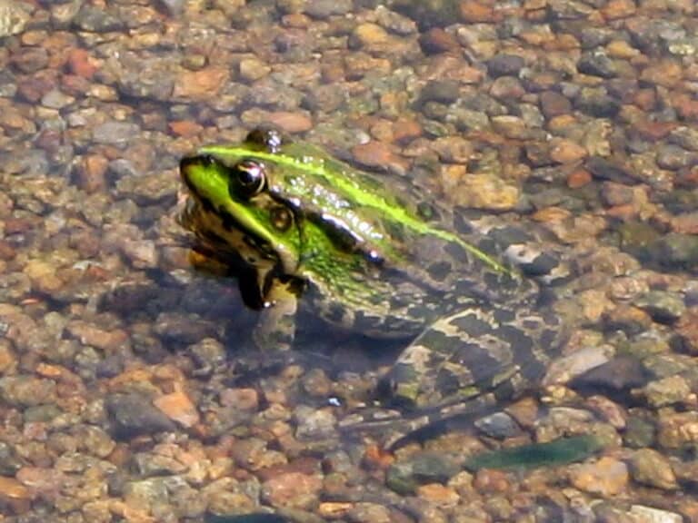 pelophylax ridibundus 08(05). khortytsia
