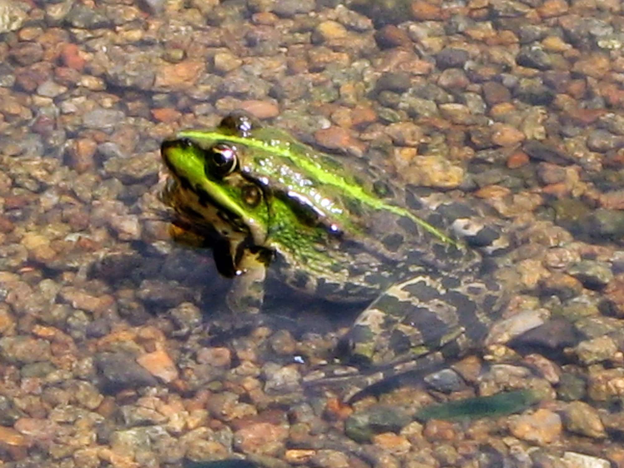 pelophylax ridibundus 08(05). khortytsia