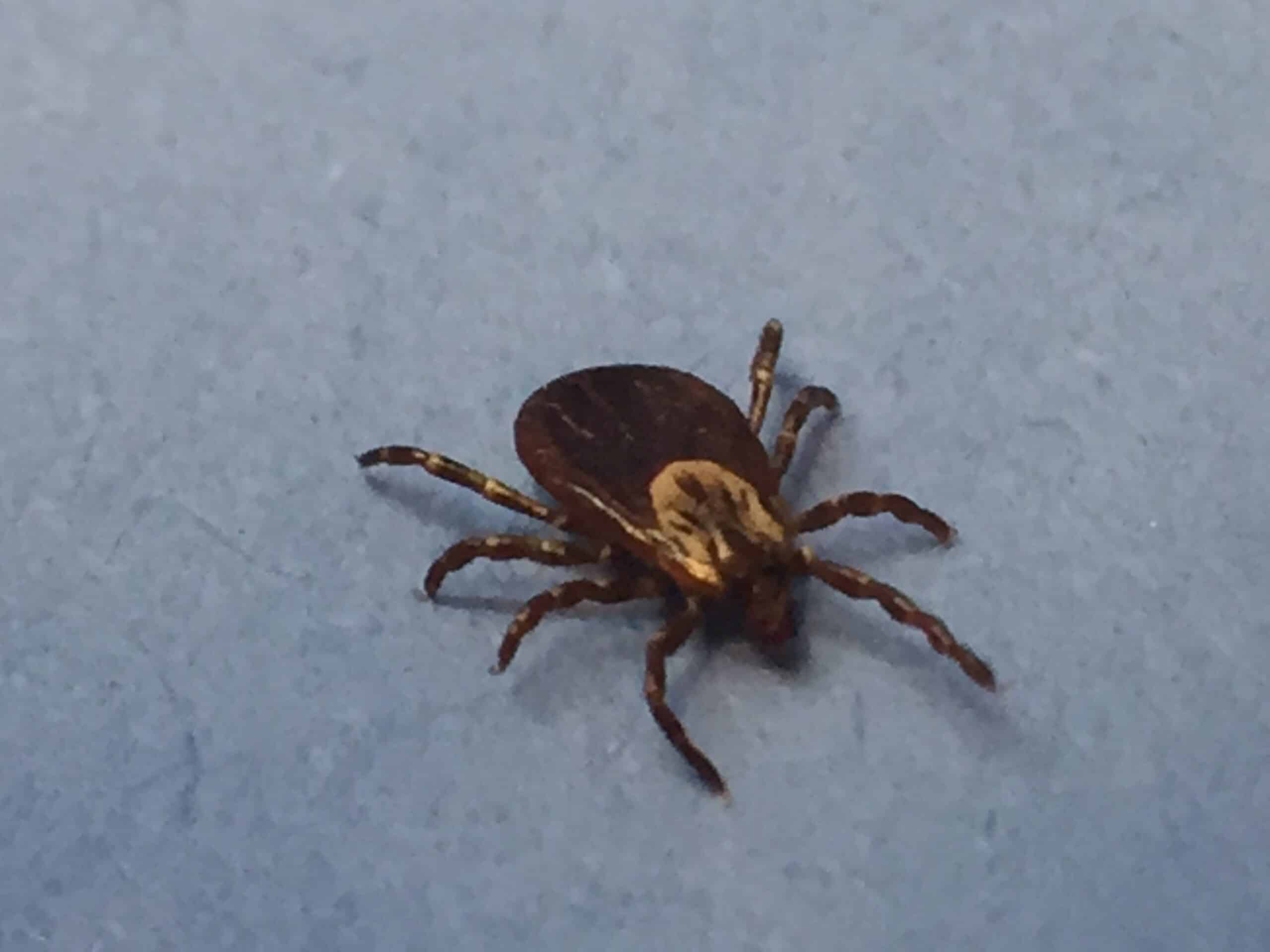 female dog tick (37280061040)