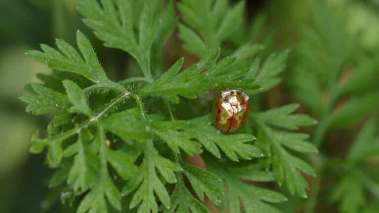 golden tortoise beetle (charidotella sexpunctata) guelph, ontario 01 Golden Tortoise Beetle