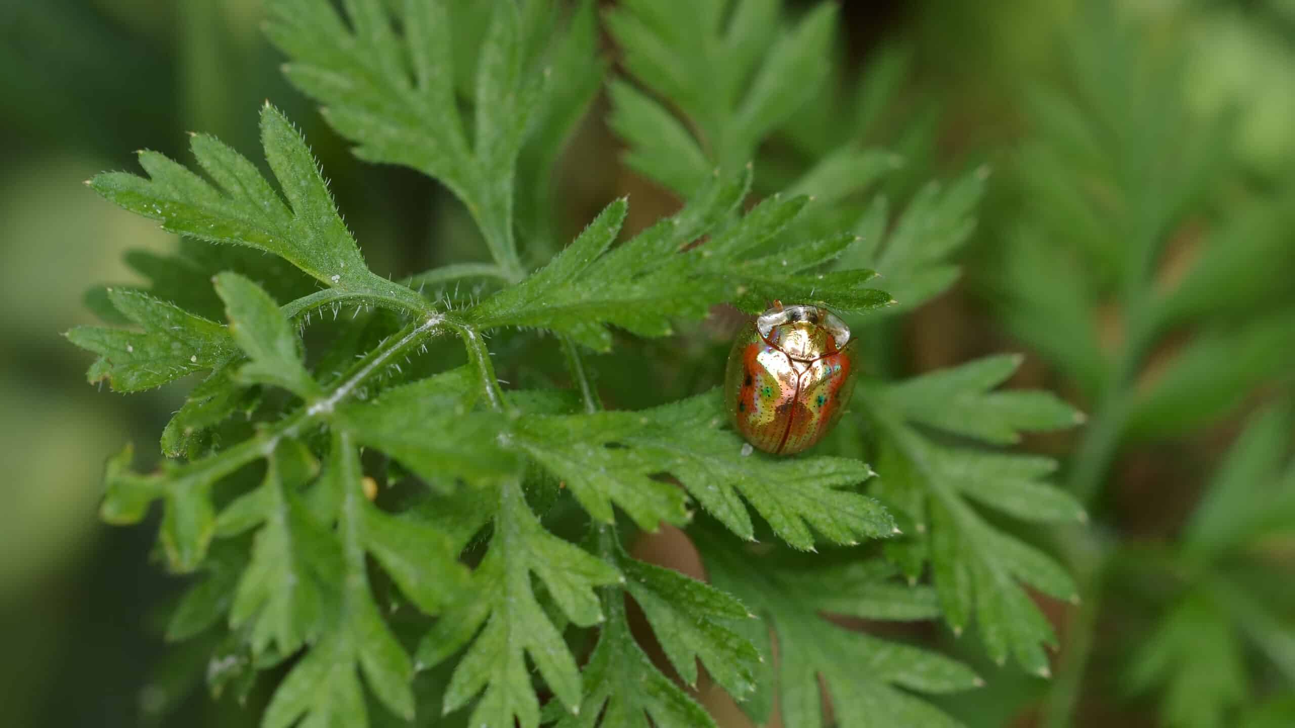 golden tortoise beetle (charidotella sexpunctata) guelph, ontario 01  Golden Tortoise Beetle