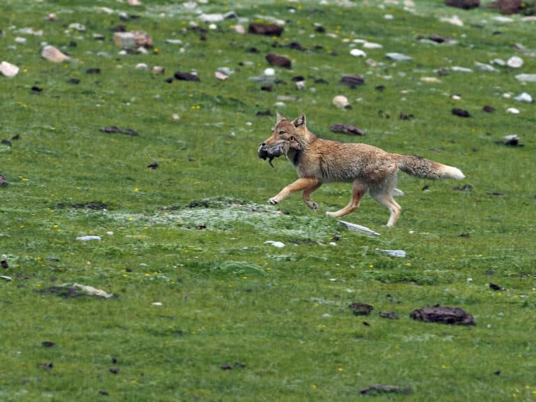 vulpes ferrilata 367800858 vulpes ferrilata 367800858