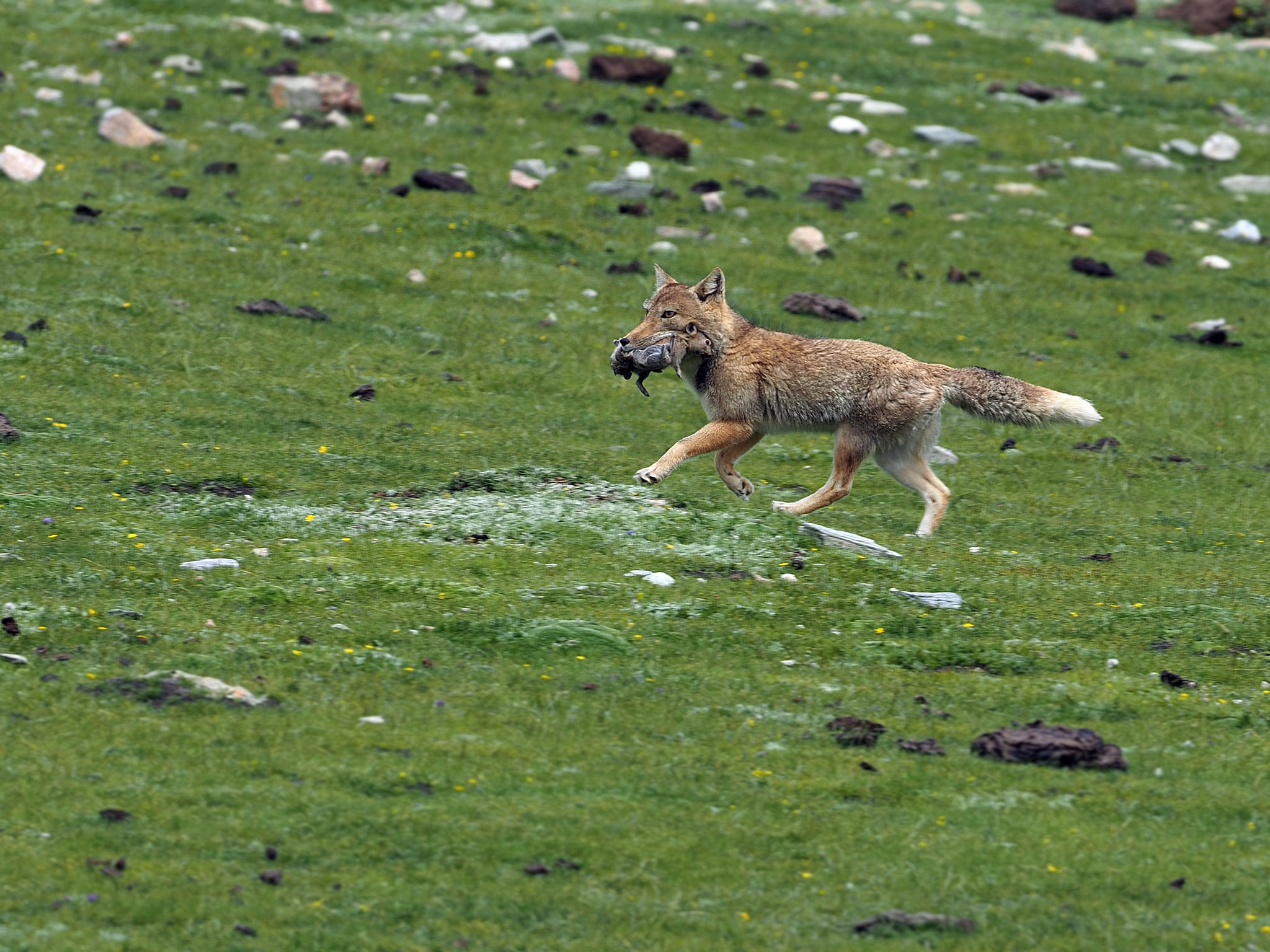 vulpes ferrilata 367800858 vulpes ferrilata 367800858