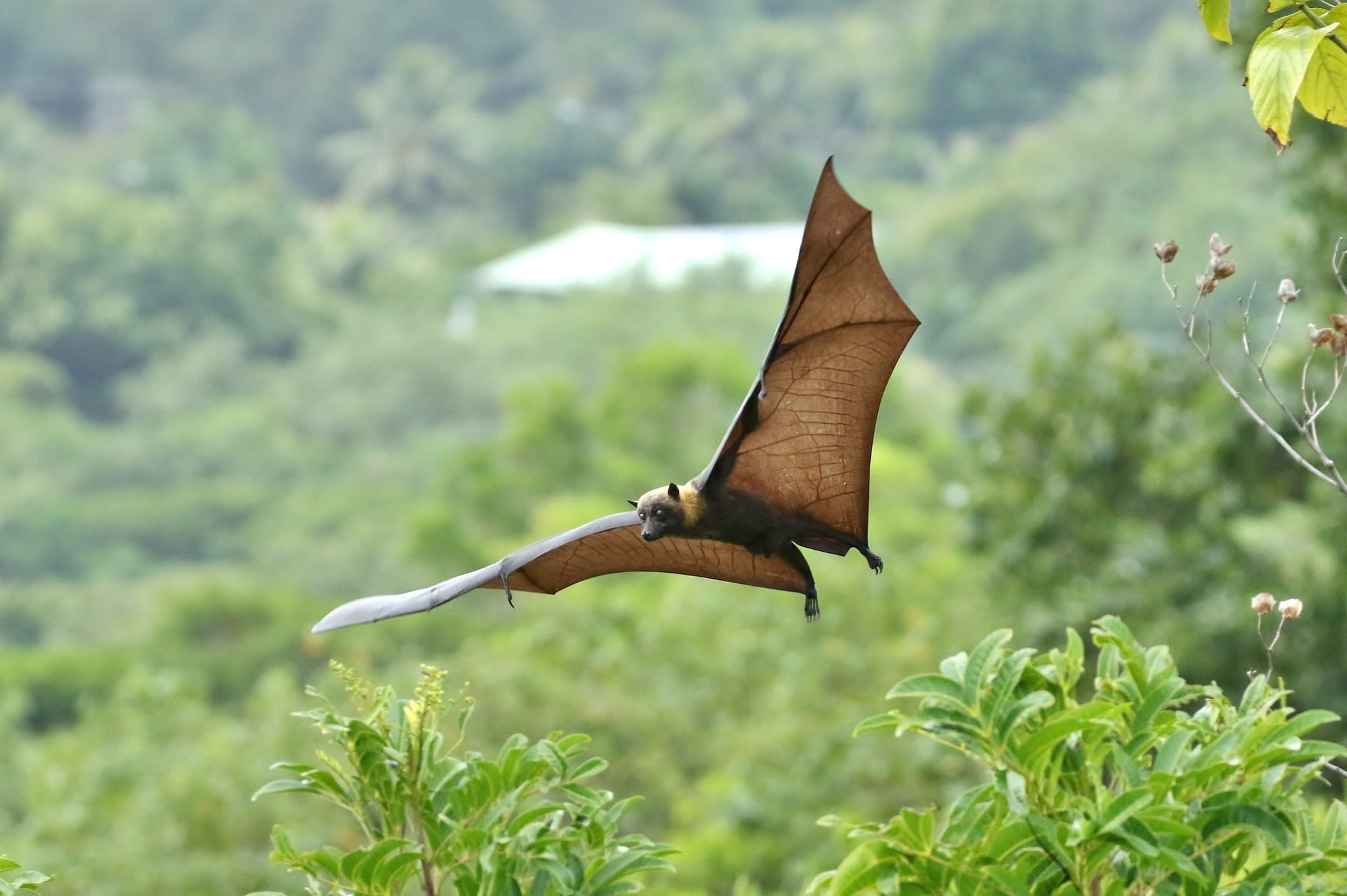 Fruit Bat