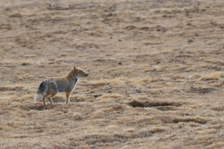 藏狐tibetan fox (vulpes ferrilata) 藏狐tibetan fox (vulpes ferrilata)