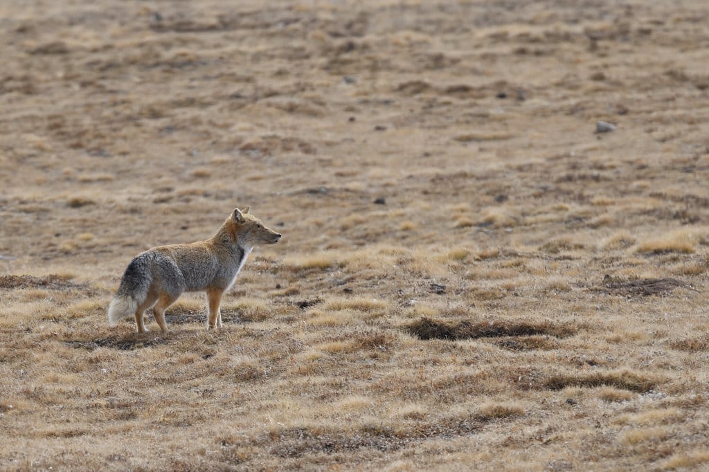藏狐tibetan fox (vulpes ferrilata) 藏狐tibetan fox (vulpes ferrilata)