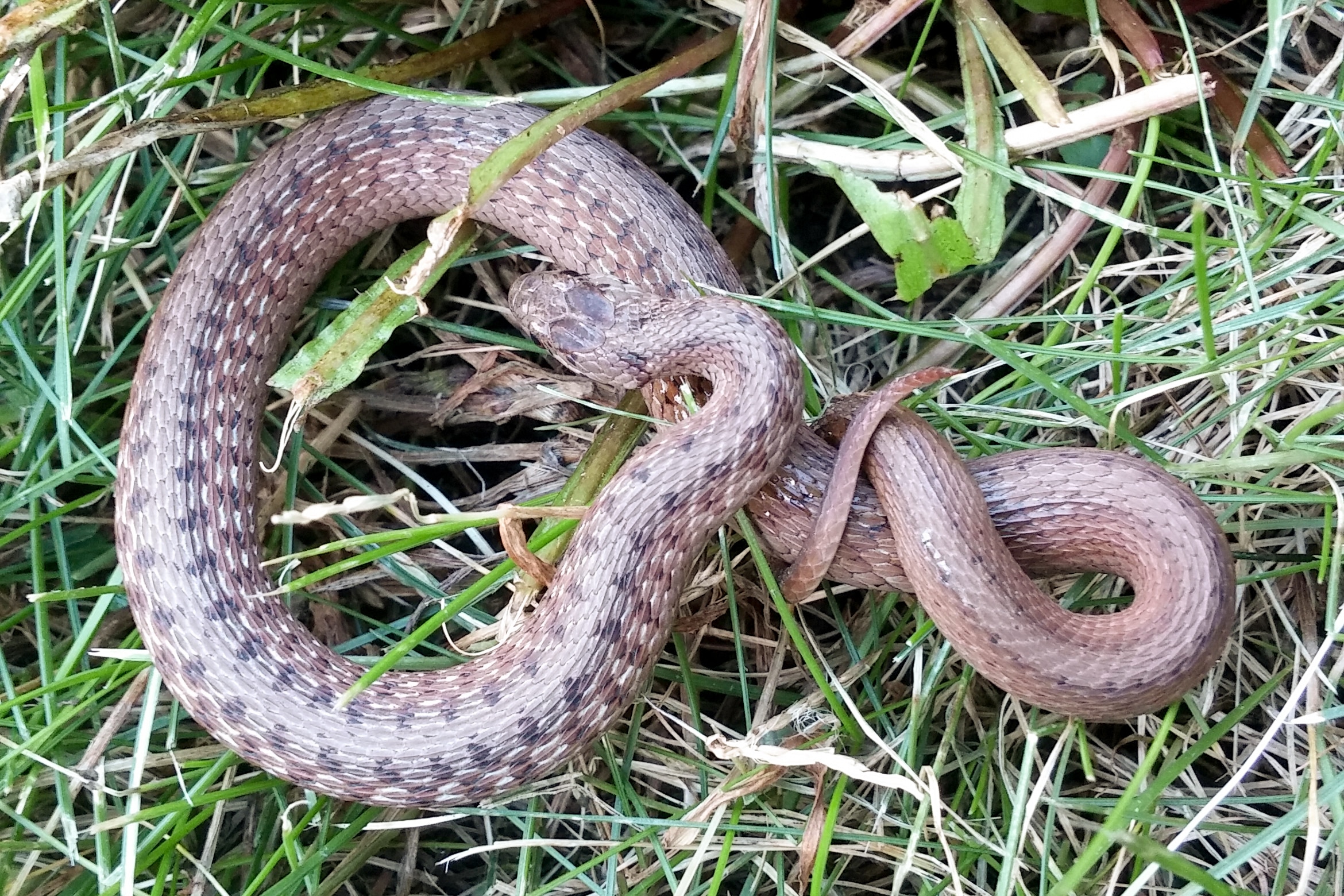 colubridae storeria dekayi dekayi (dekay’s brownsnake, northern brown snake) colubridae storeria dekayi dekayi (dekay’s brownsnake, northern brown snake)