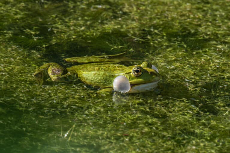 skokan skřehotavý (pelophylax ridibundus) při skřehotání 02