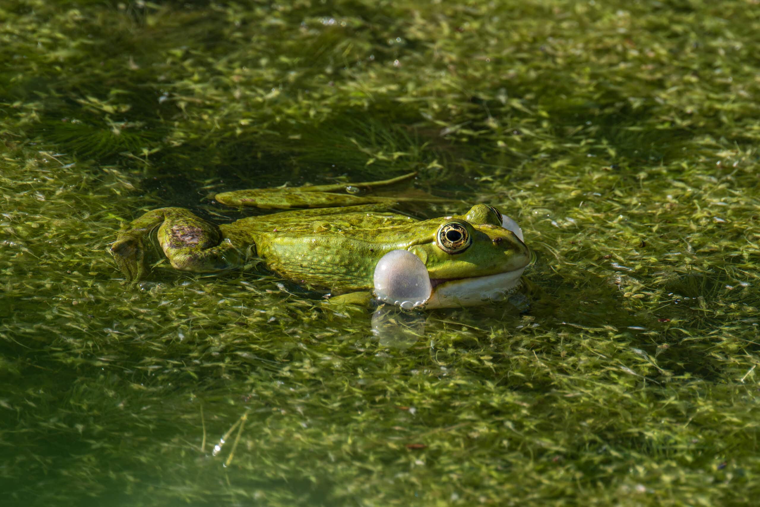 skokan skřehotavý (pelophylax ridibundus) při skřehotání 02