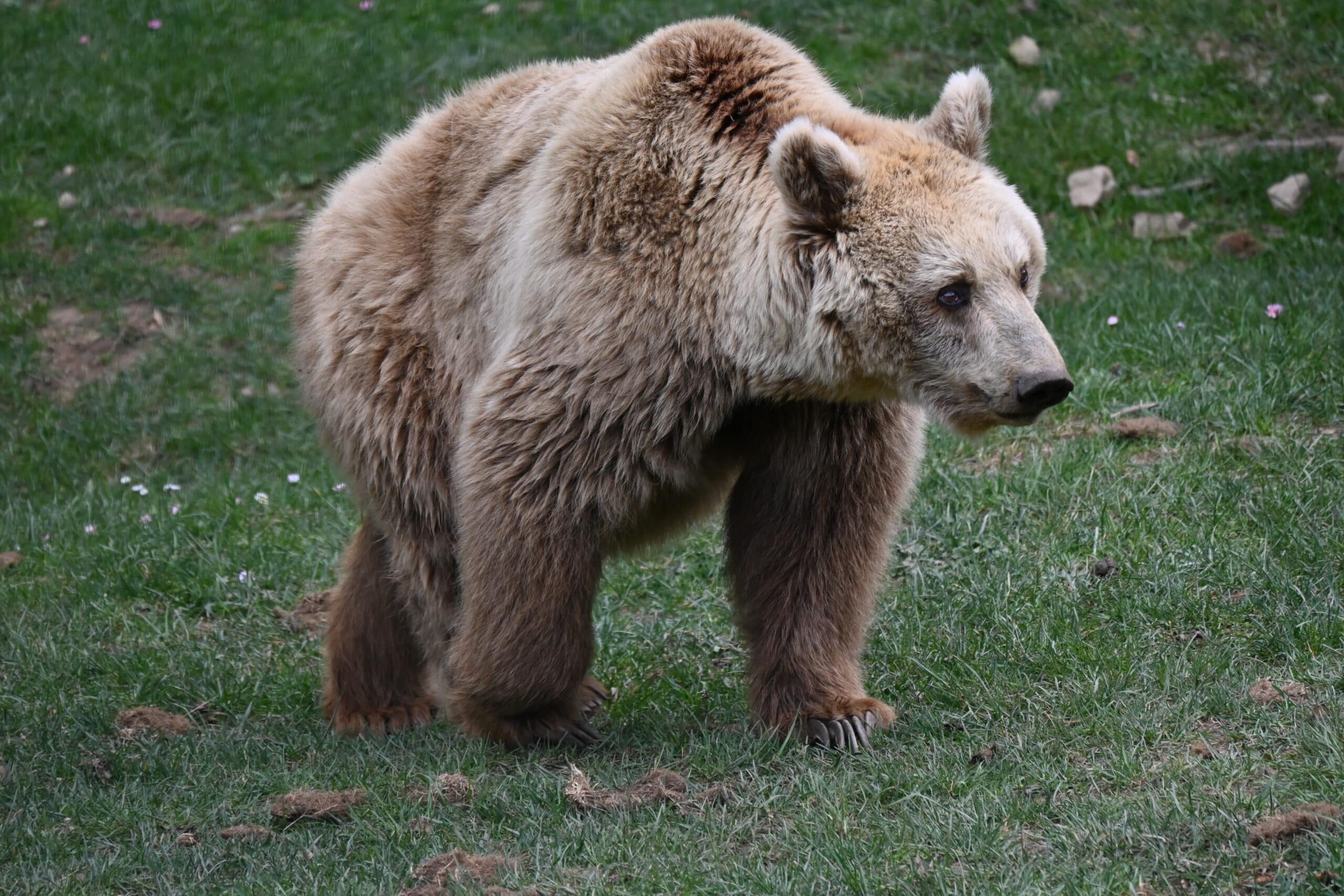 passeggiando semplicemente  Marsican Brown Bear