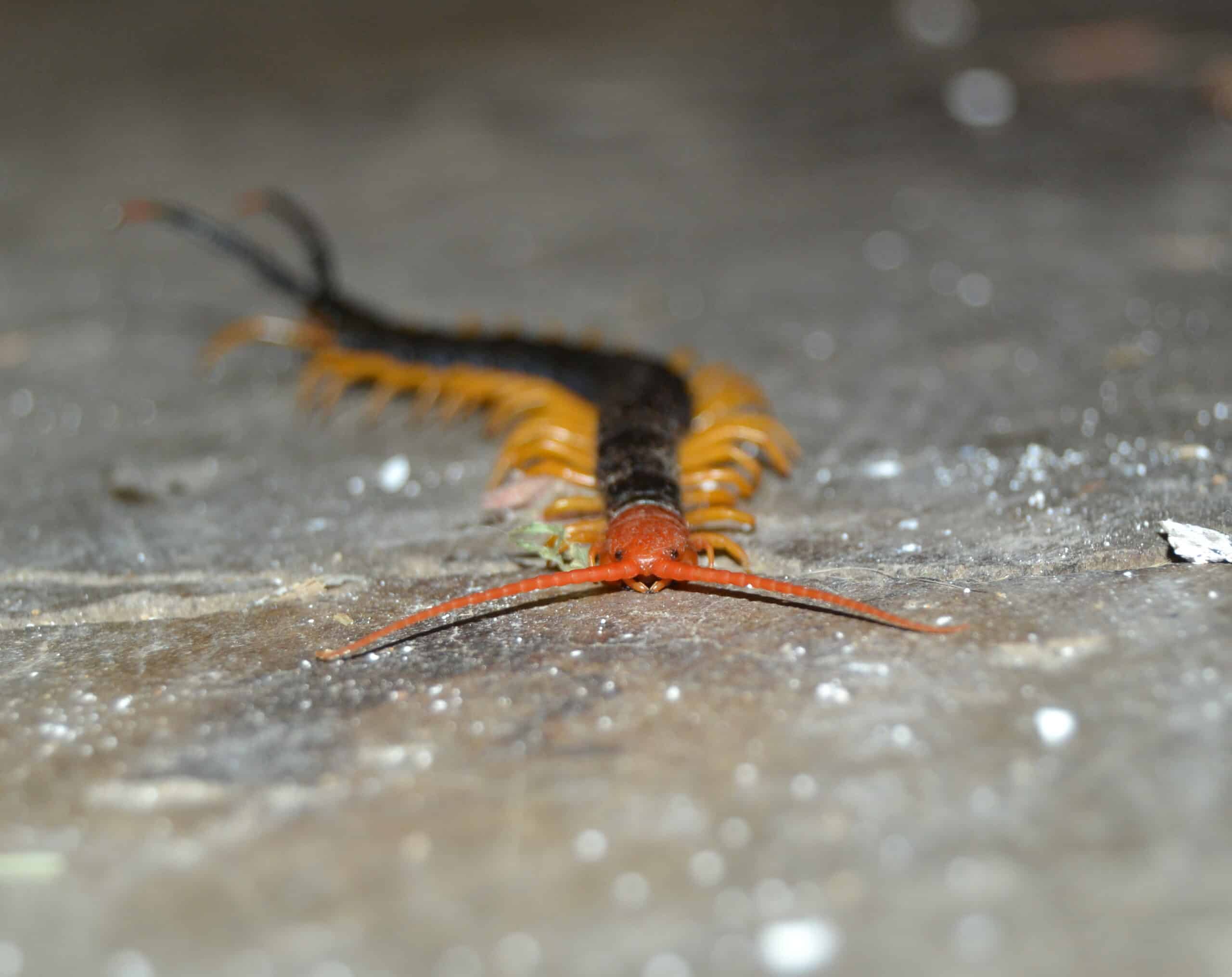 scolopendra heros, black body and red head (10530460306)