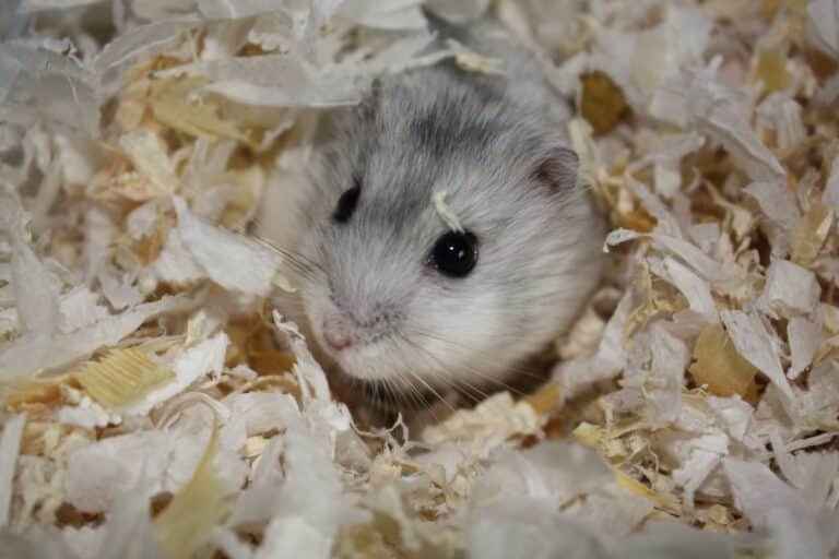 grey dwarf hamster in habitat