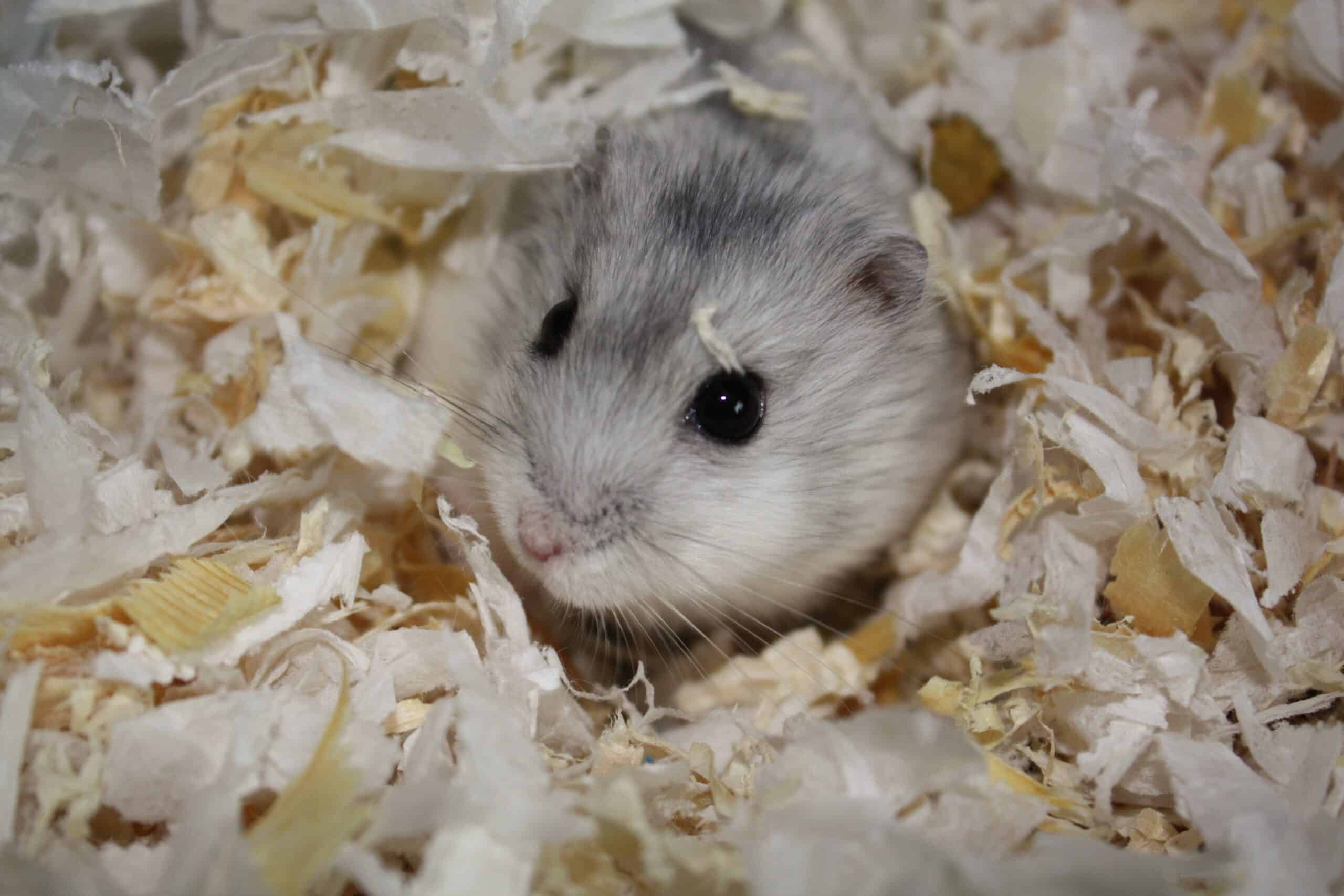 grey dwarf hamster in habitat