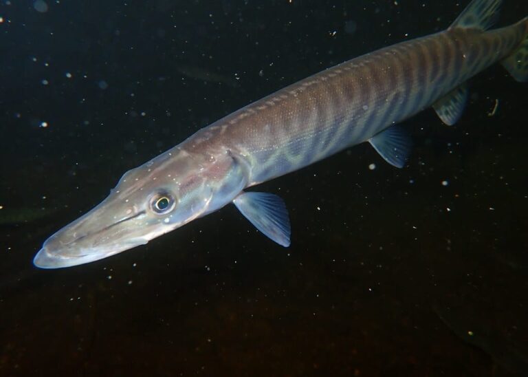 tiger muskellunge Tiger Muskellunge (Muskie)