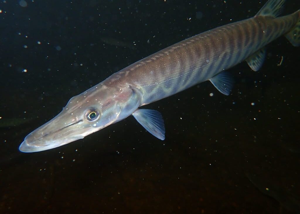 tiger muskellunge  Tiger Muskellunge (Muskie)