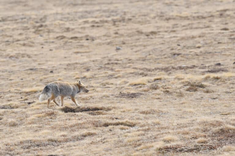 藏狐tibetan fox (vulpes ferrilata) 藏狐tibetan fox (vulpes ferrilata)
